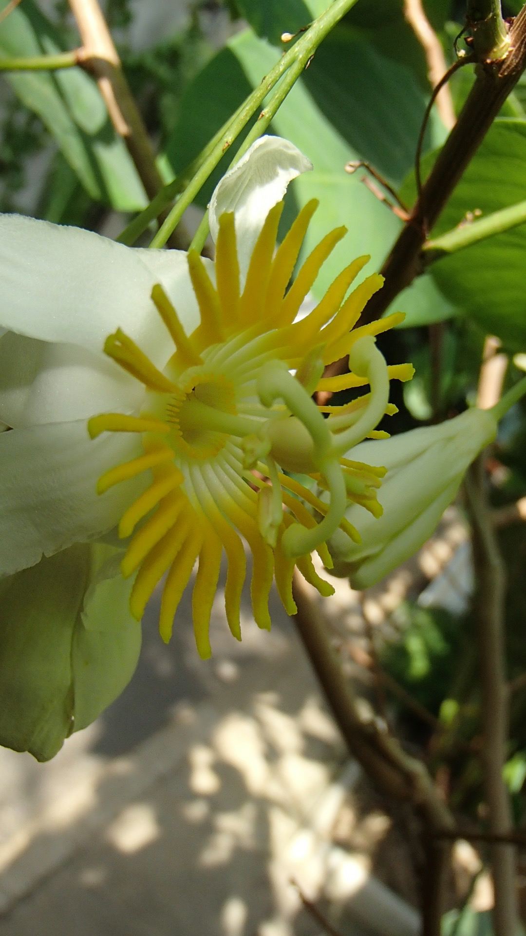 Image of Passiflora emarginata