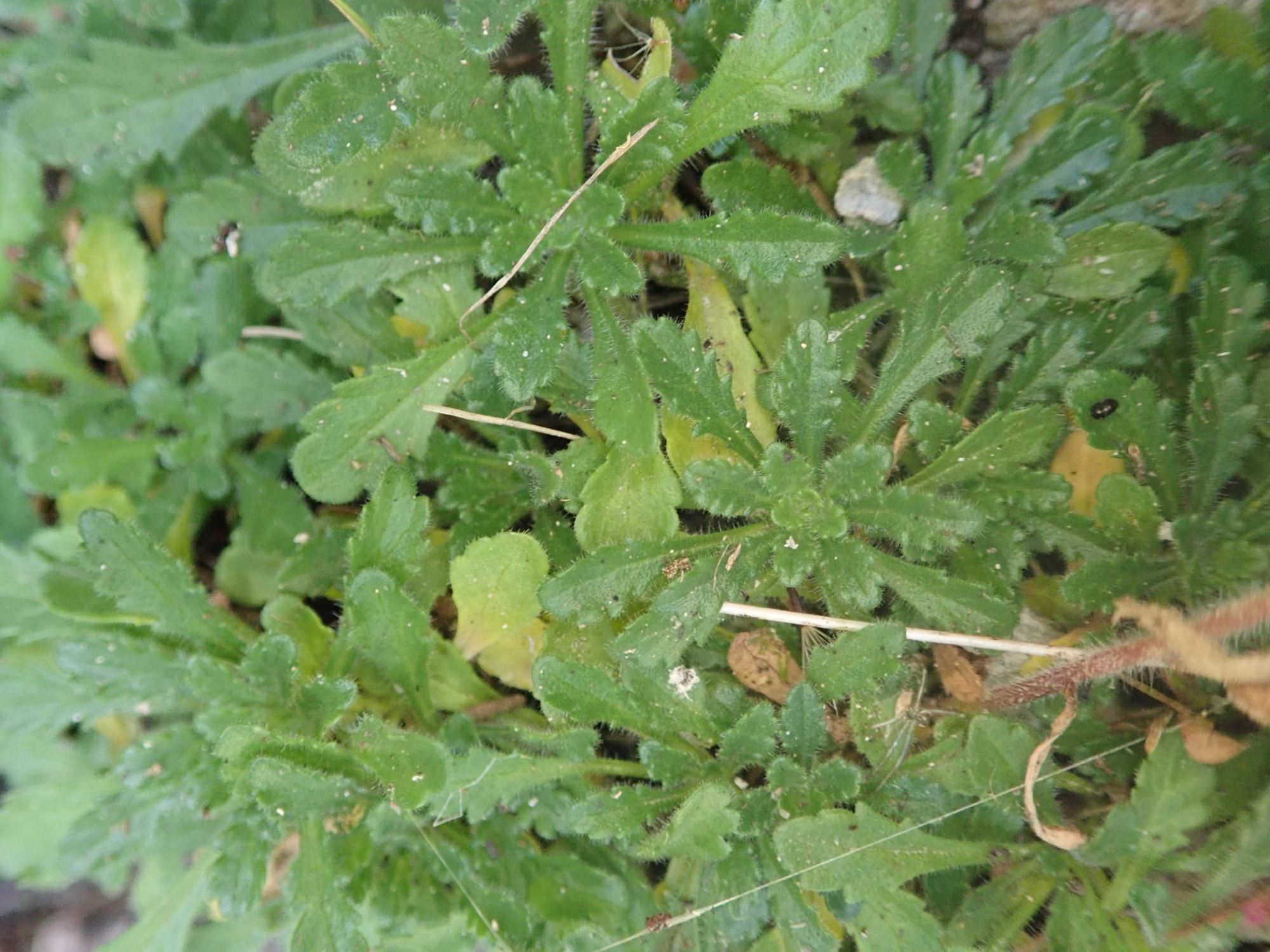 Image of Erinus alpinus
