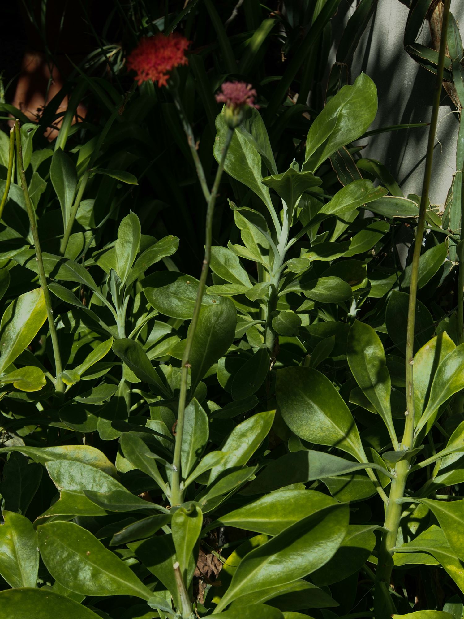 Image of Kleinia grantii