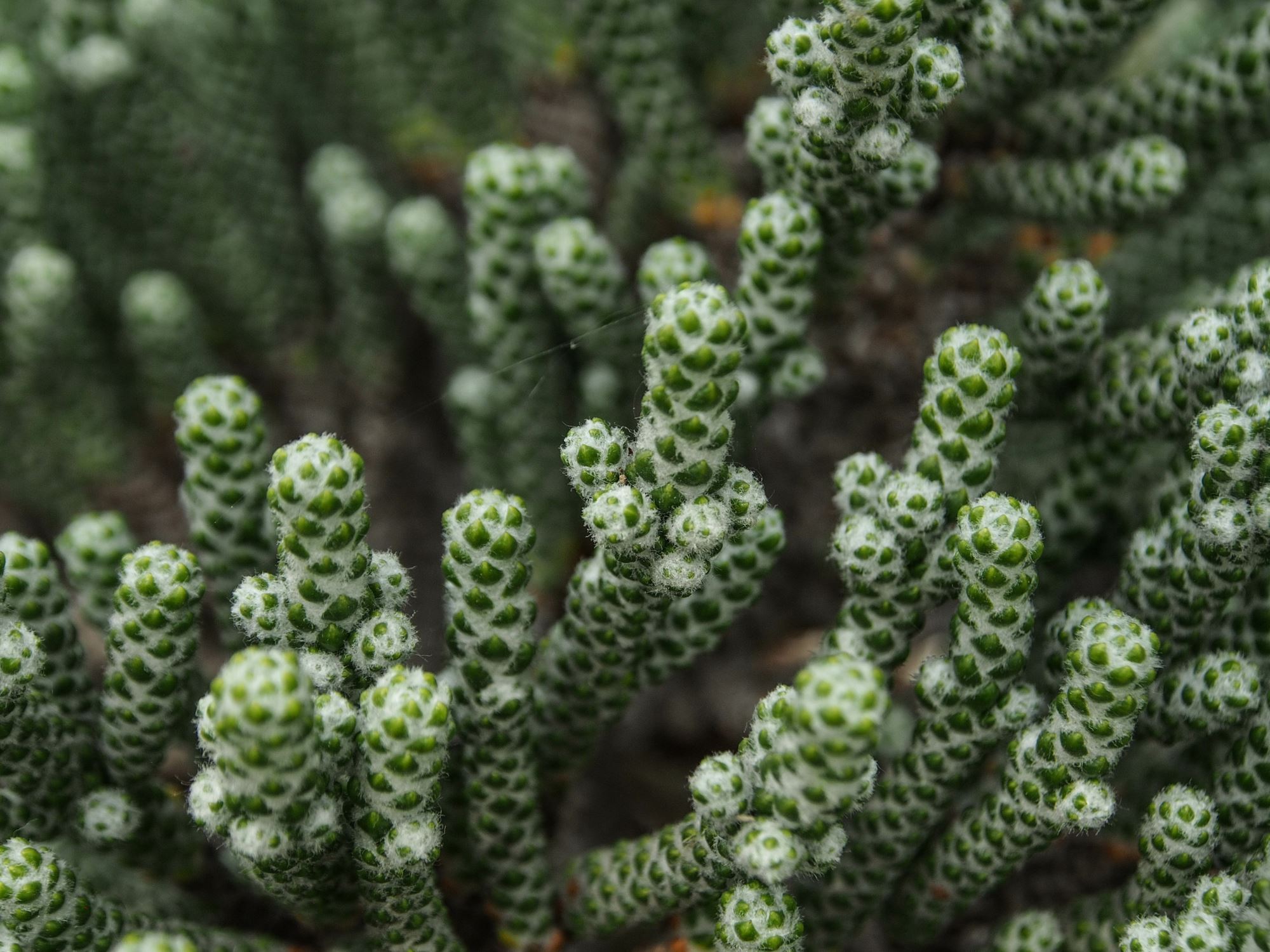 Image of Ozothamnus coralloides