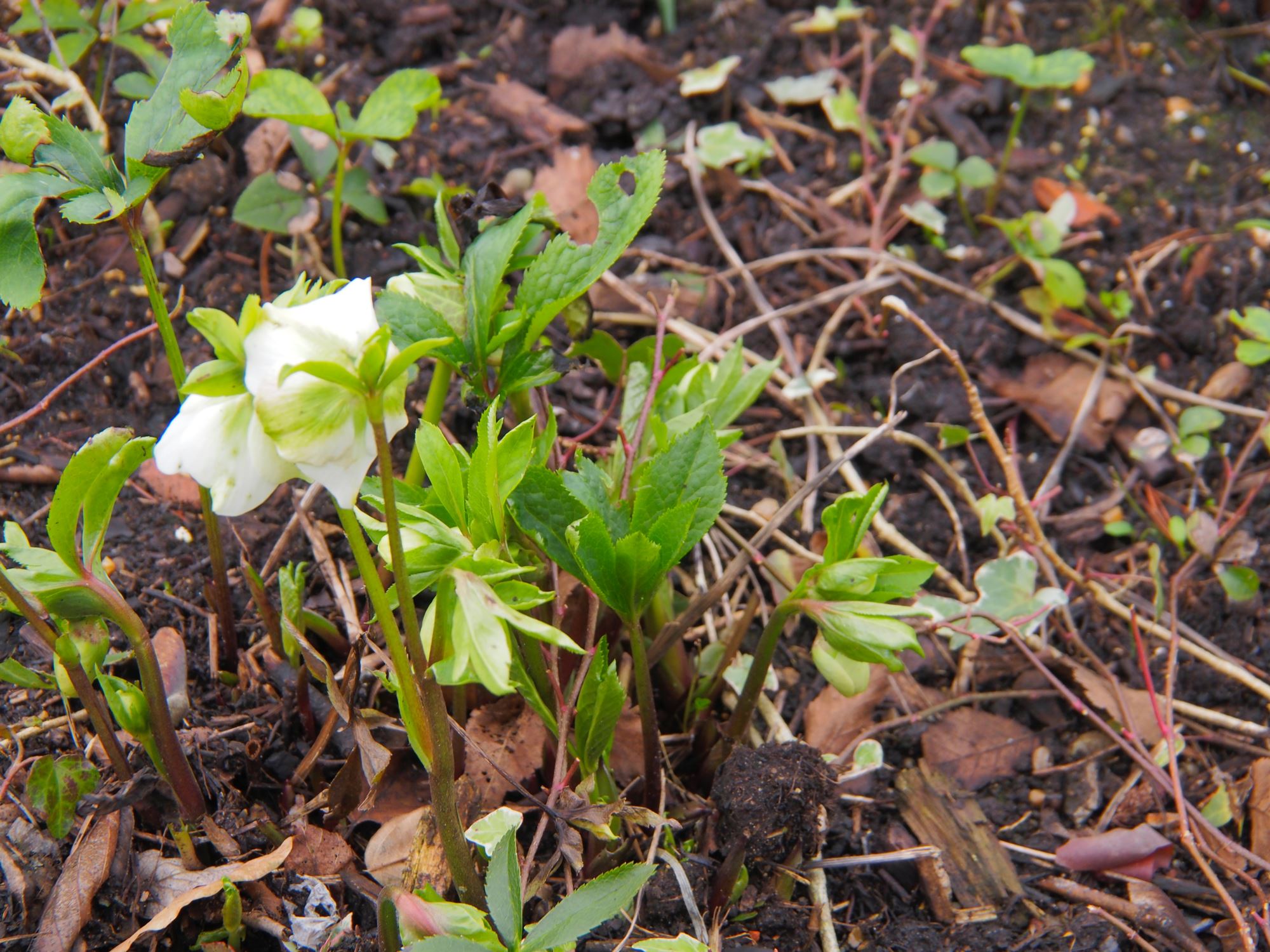 Image of Helleborus Ã— hybridus 'White Lady Spotted'
