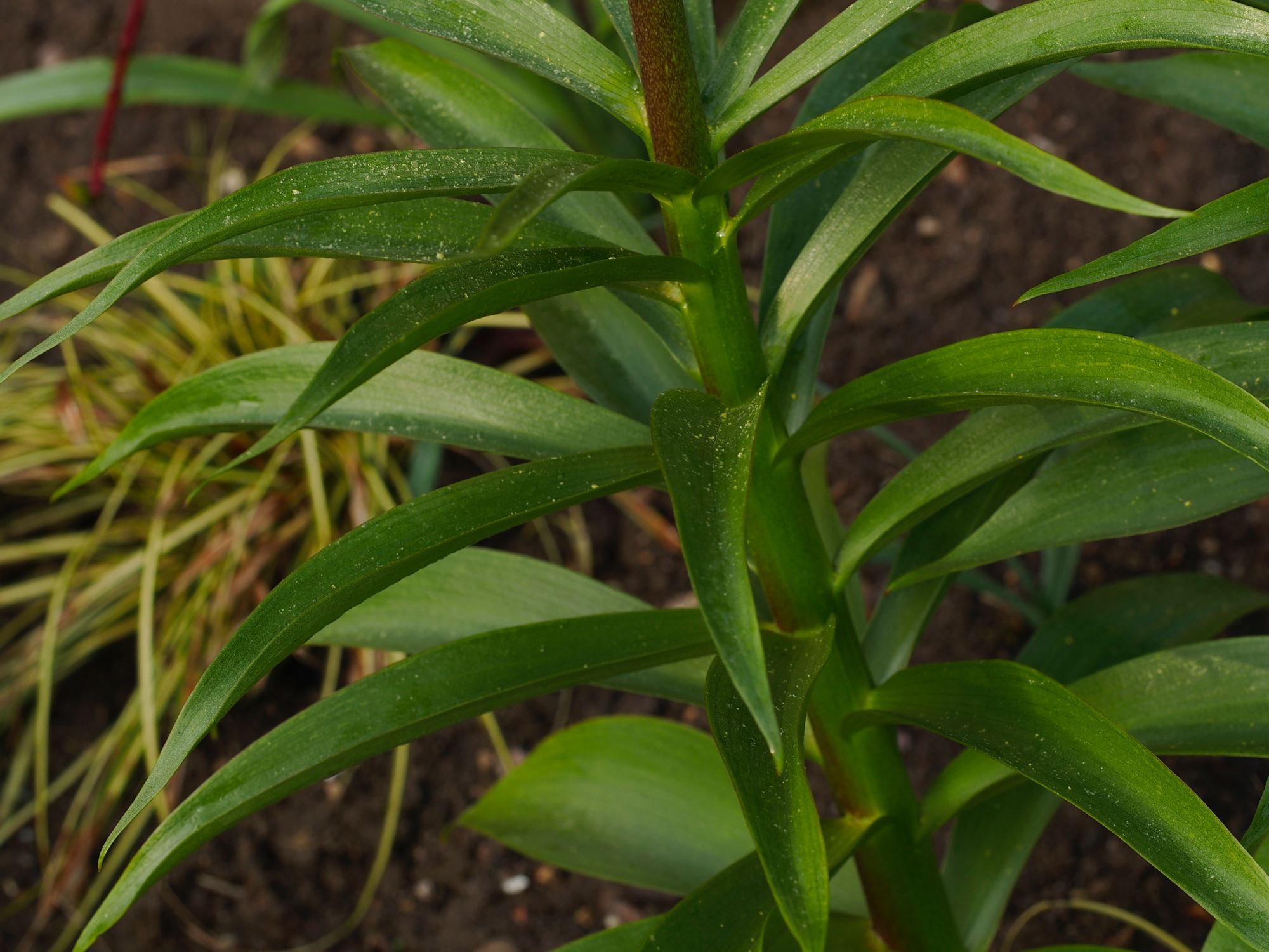 Image of Fritillaria raddeana