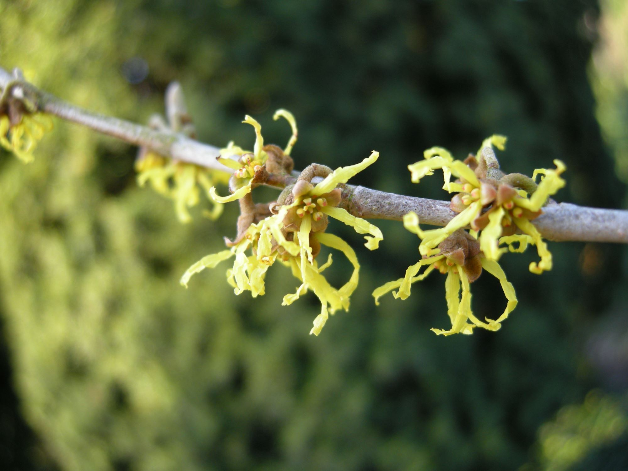 Image of Hamamelis japonica 'Zuccariniana'