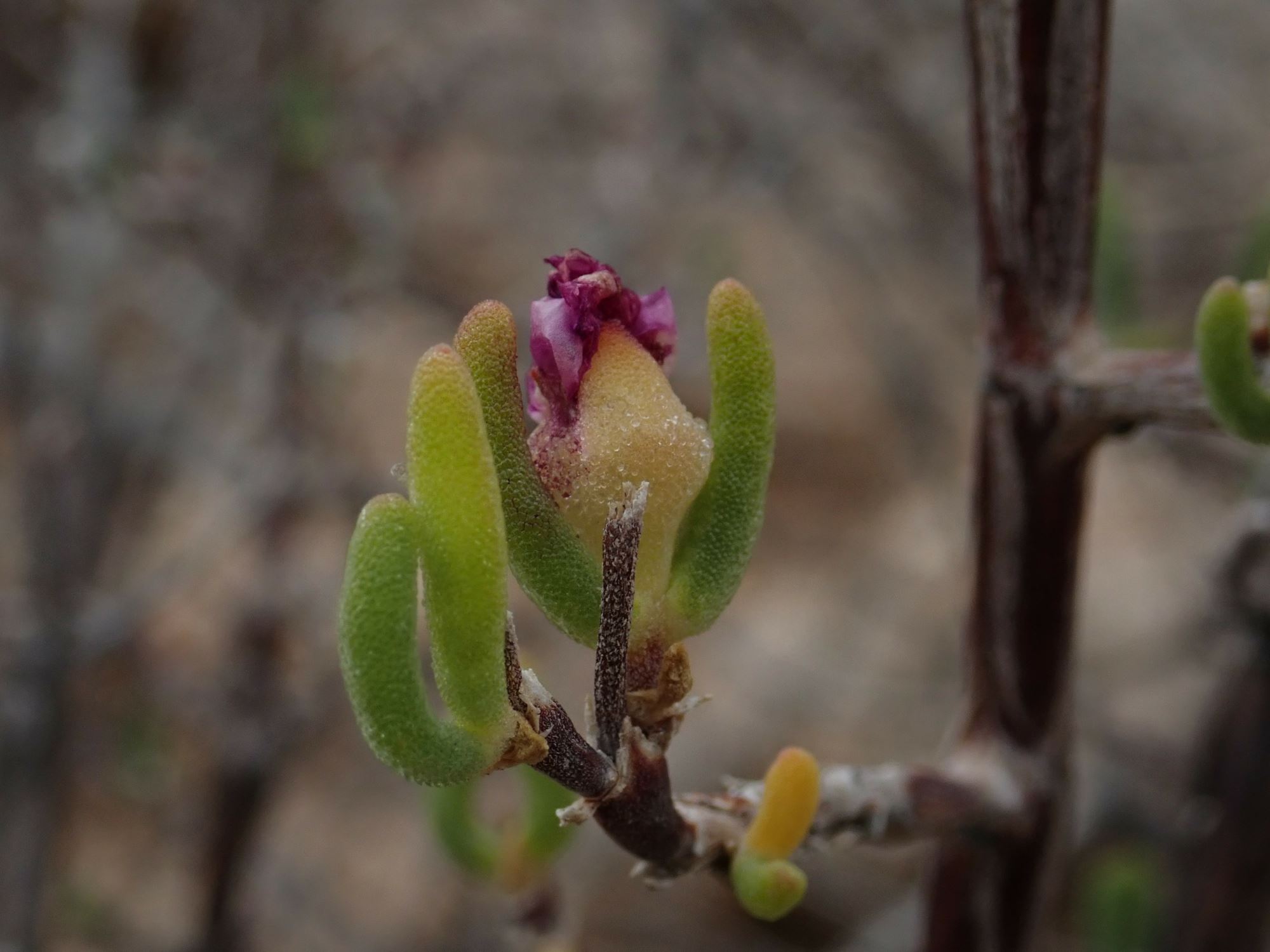 Image of Drosanthemum inornatum