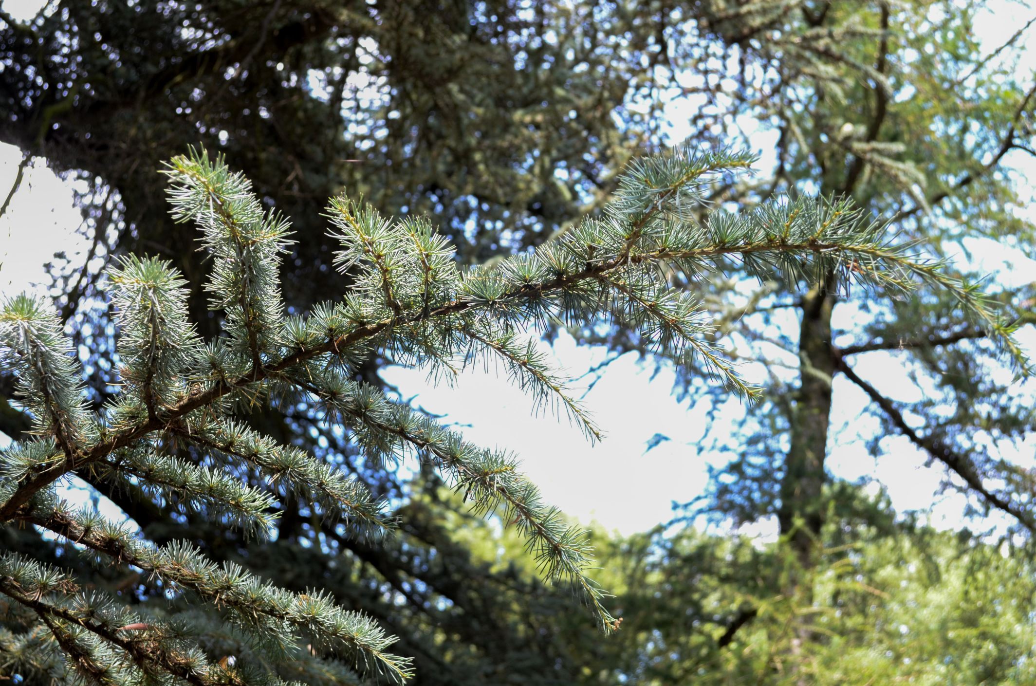 Image of Cedrus atlantica 'Glauca'
