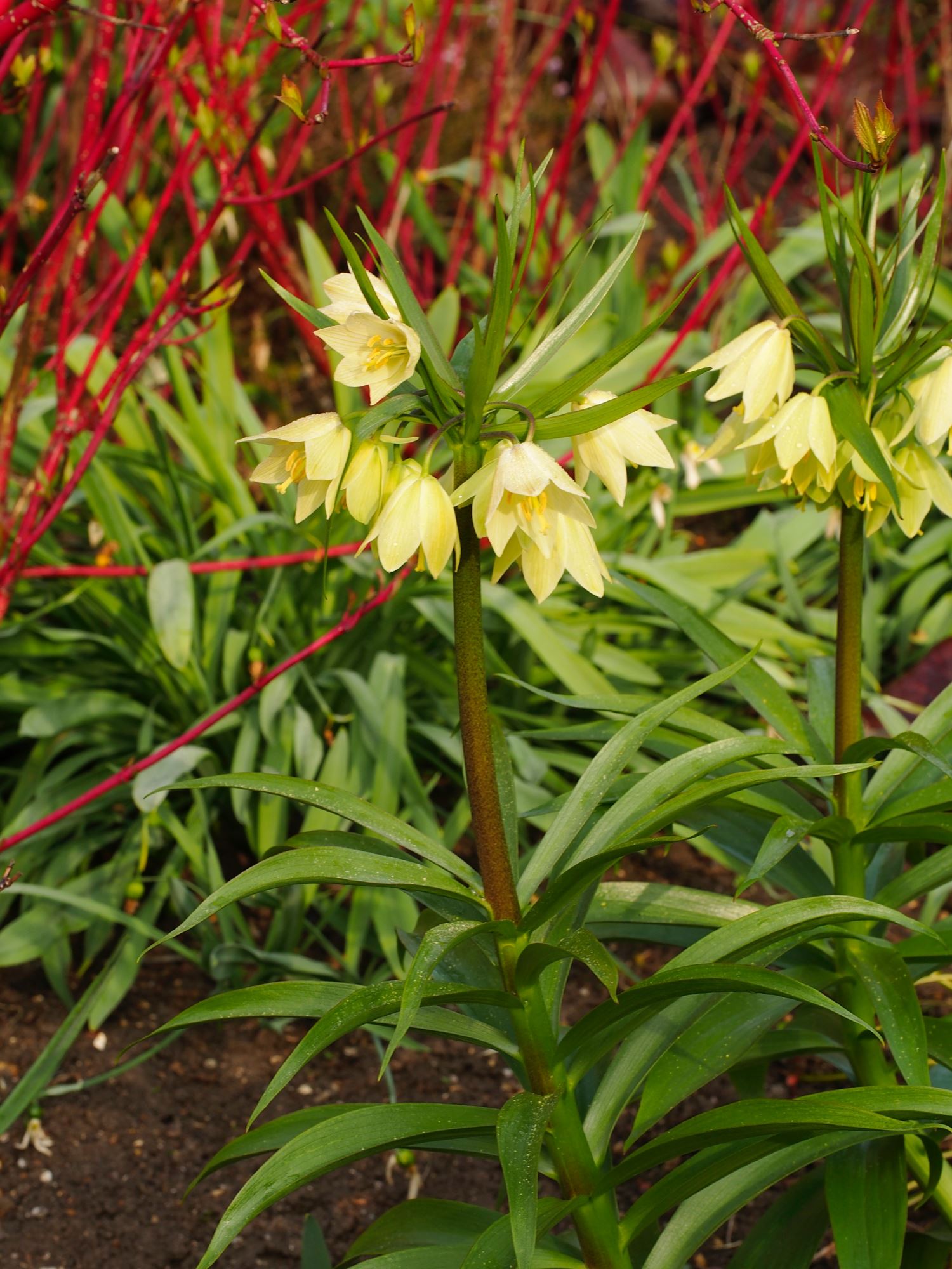 Image of Fritillaria raddeana