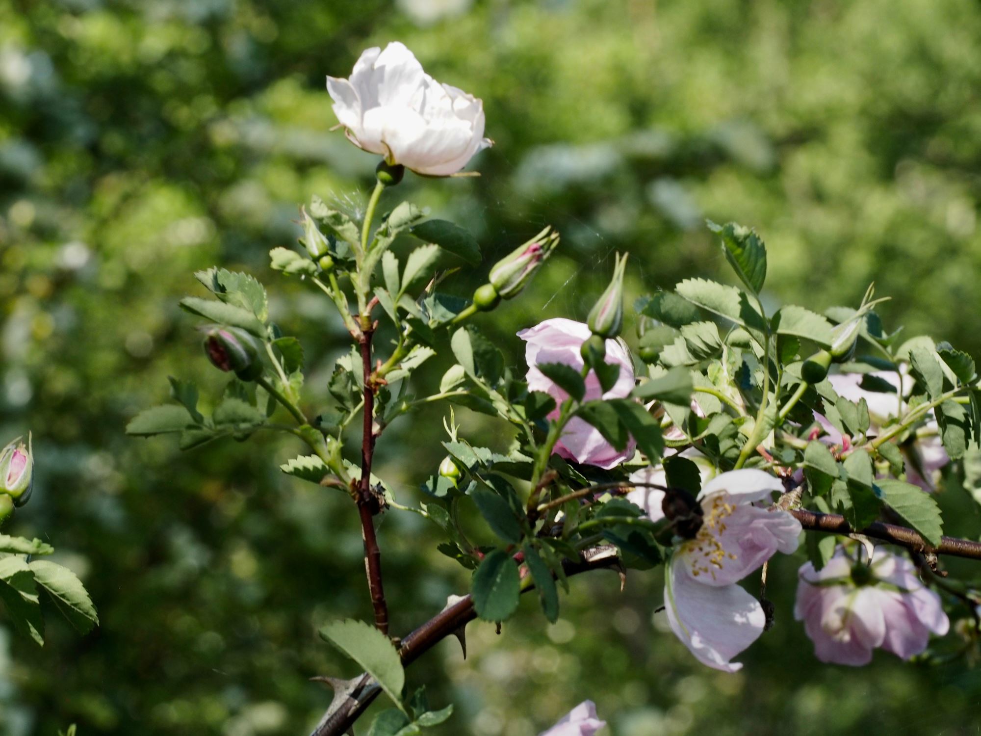 Image of Rosa nutkana Ã— R. pimpinellifolia 'Grandiflora'