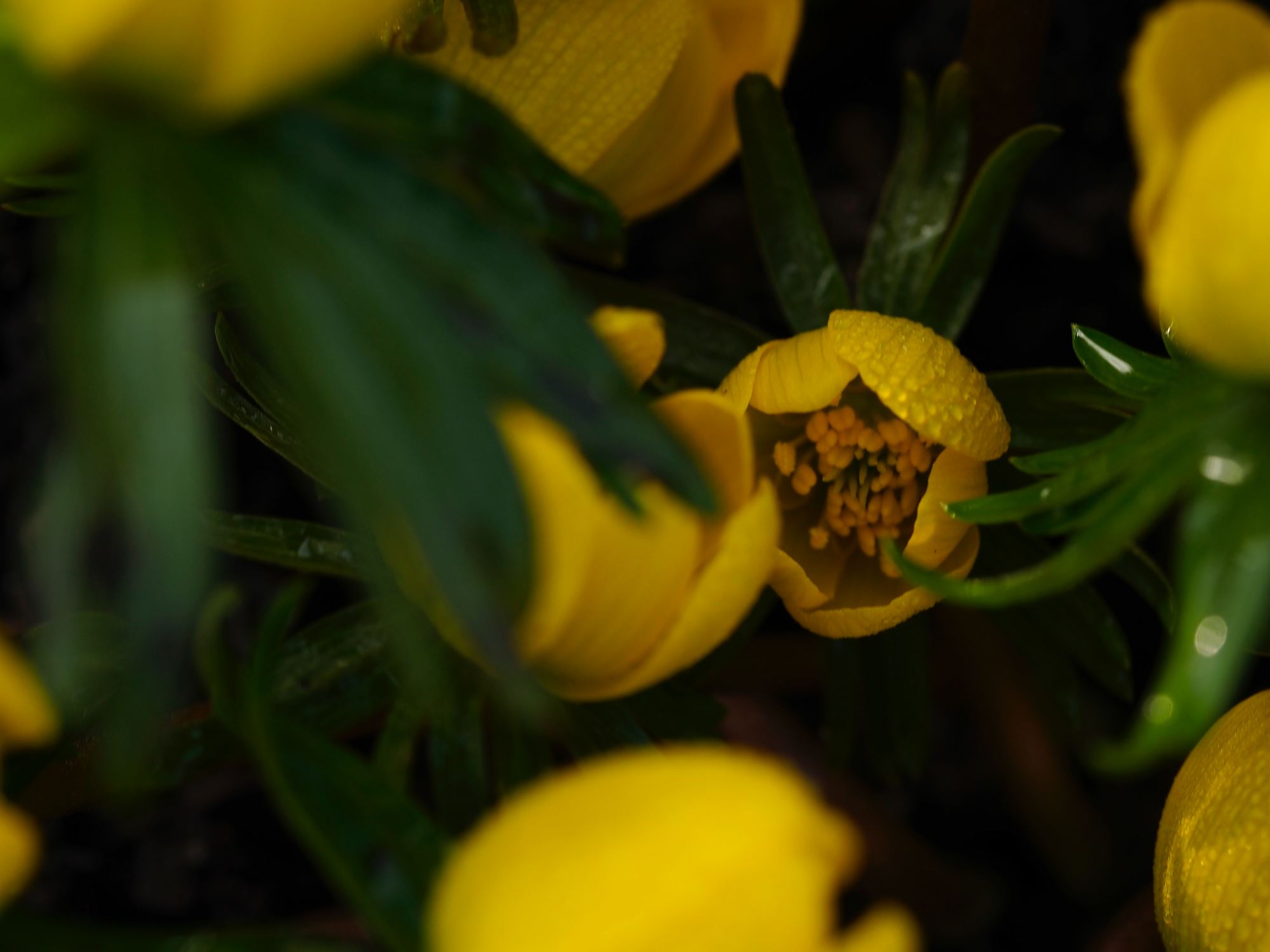 Image of Eranthis Ã— tubergenii 'Guinea Gold'