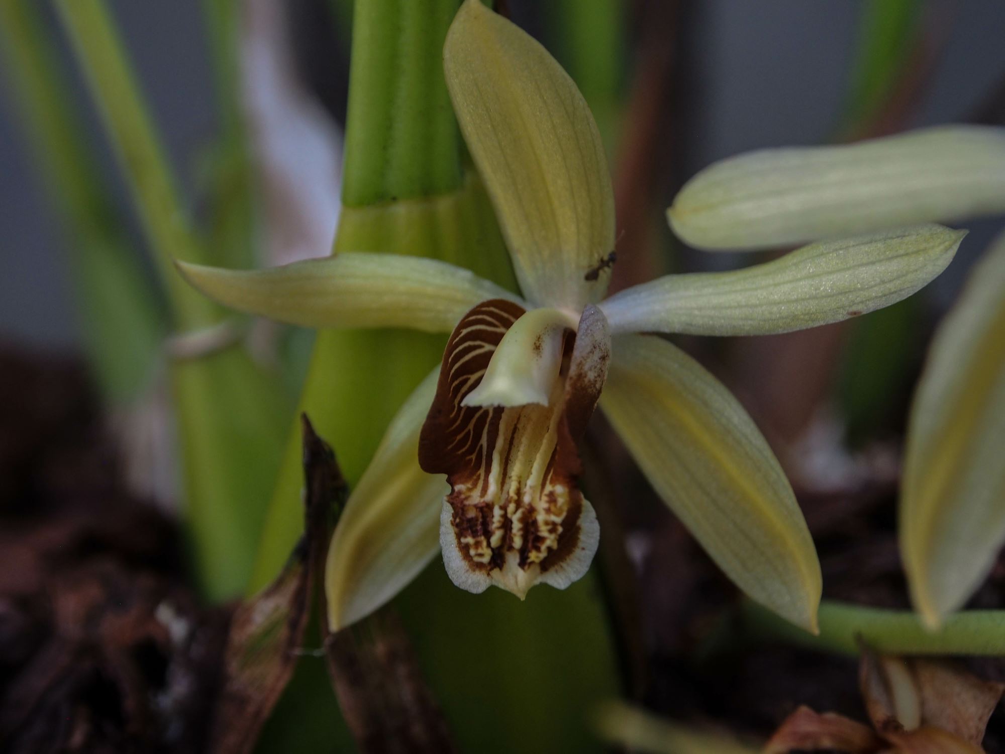 Image of Coelogyne tomentosa