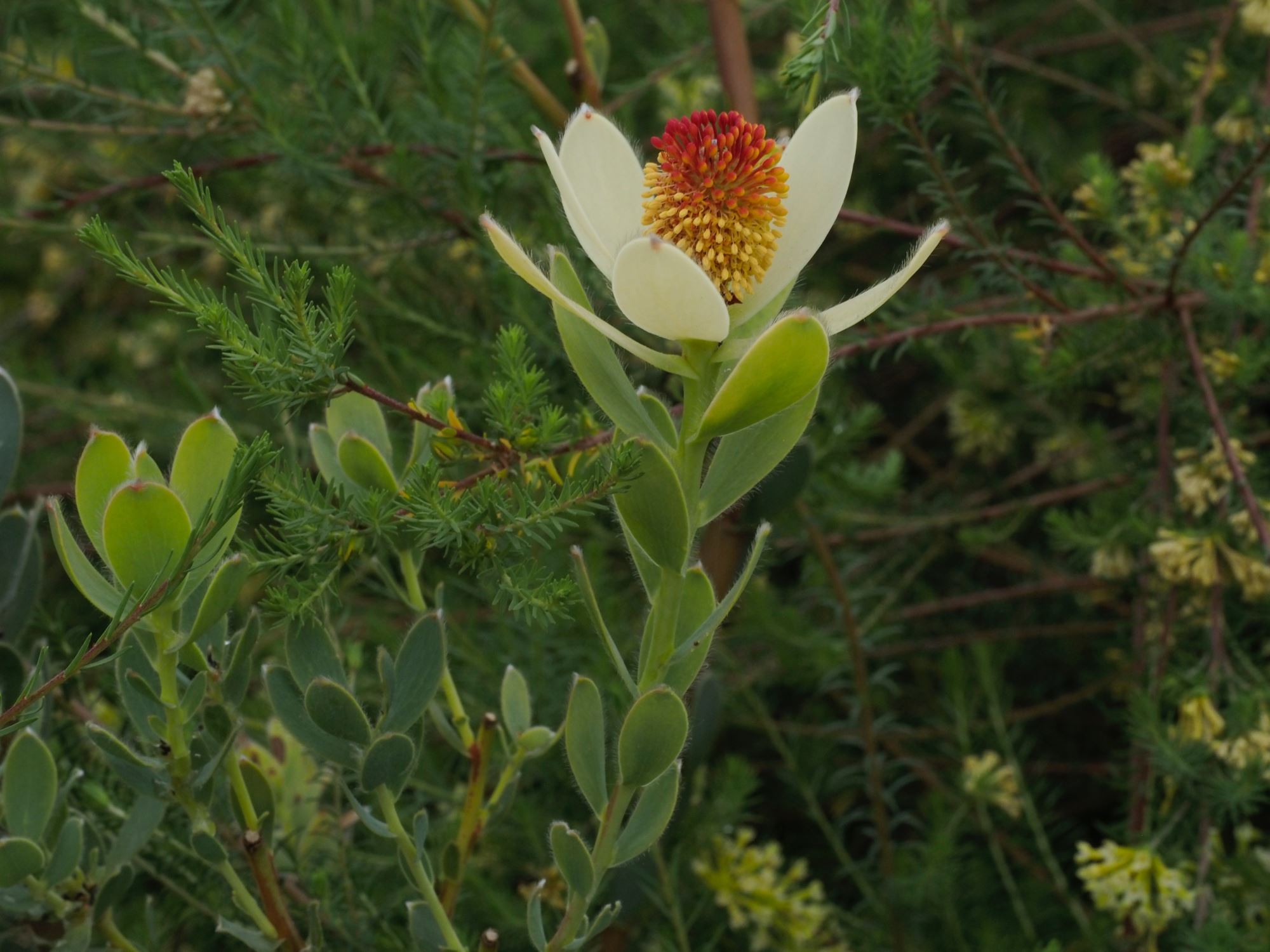 Image of Leucadendron discolor
