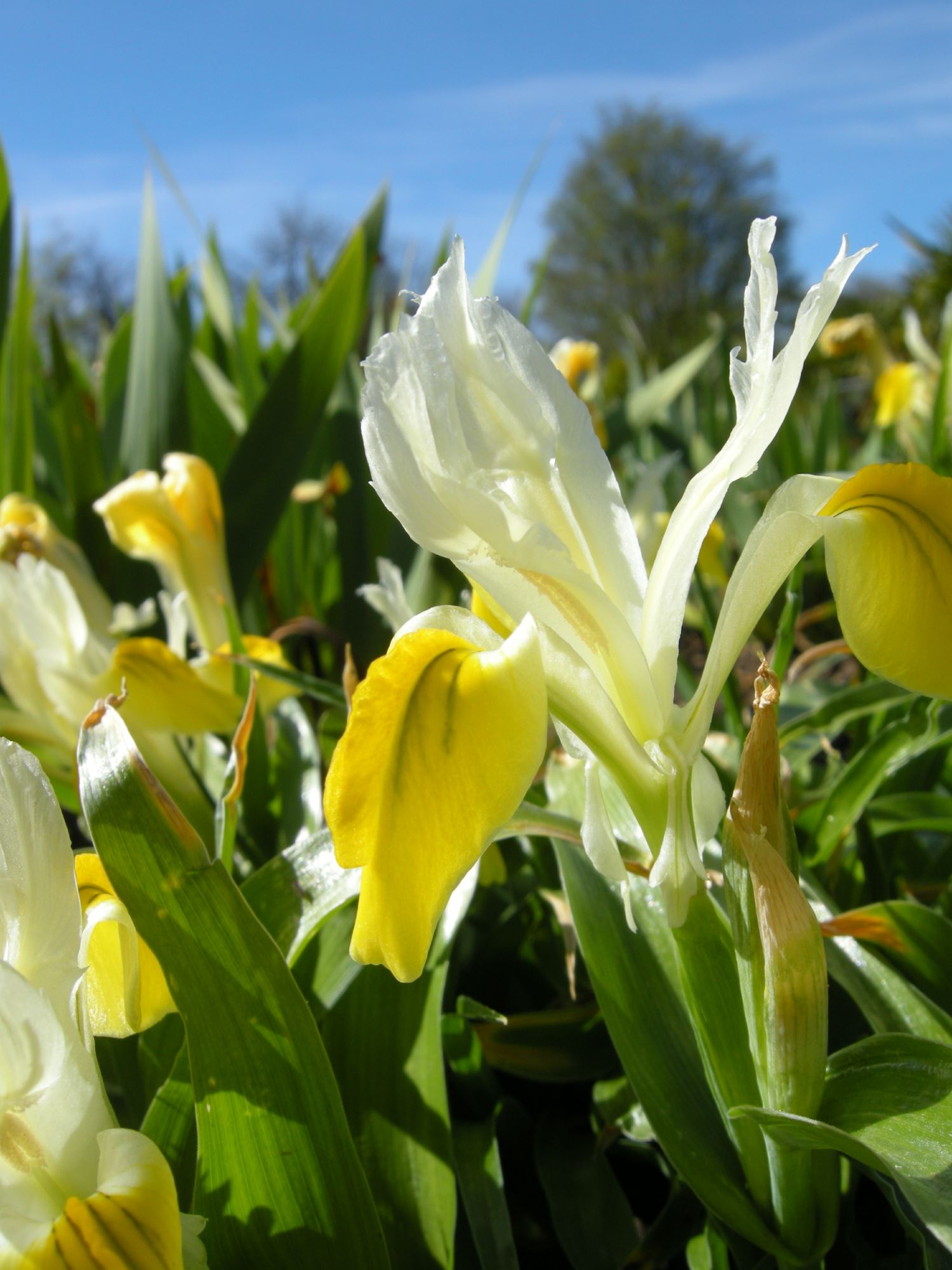 Image of Iris bucharica