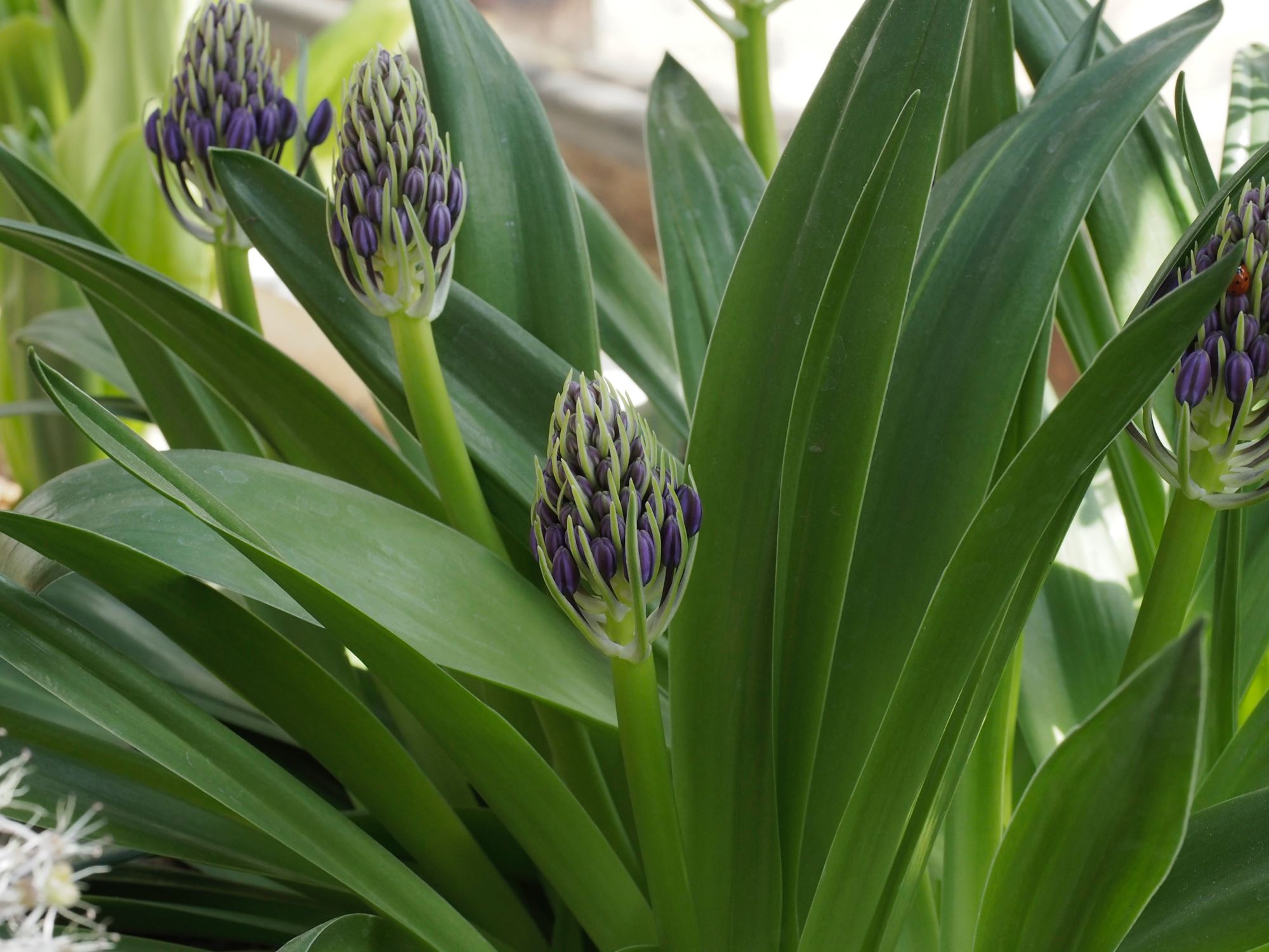 Image of Scilla peruviana
