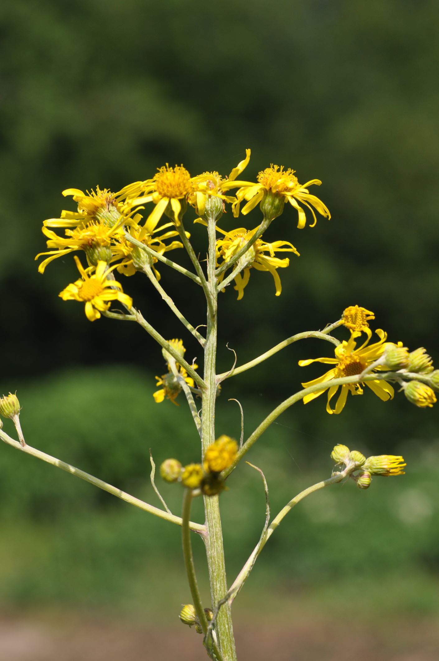 Image of Senecio paludosus