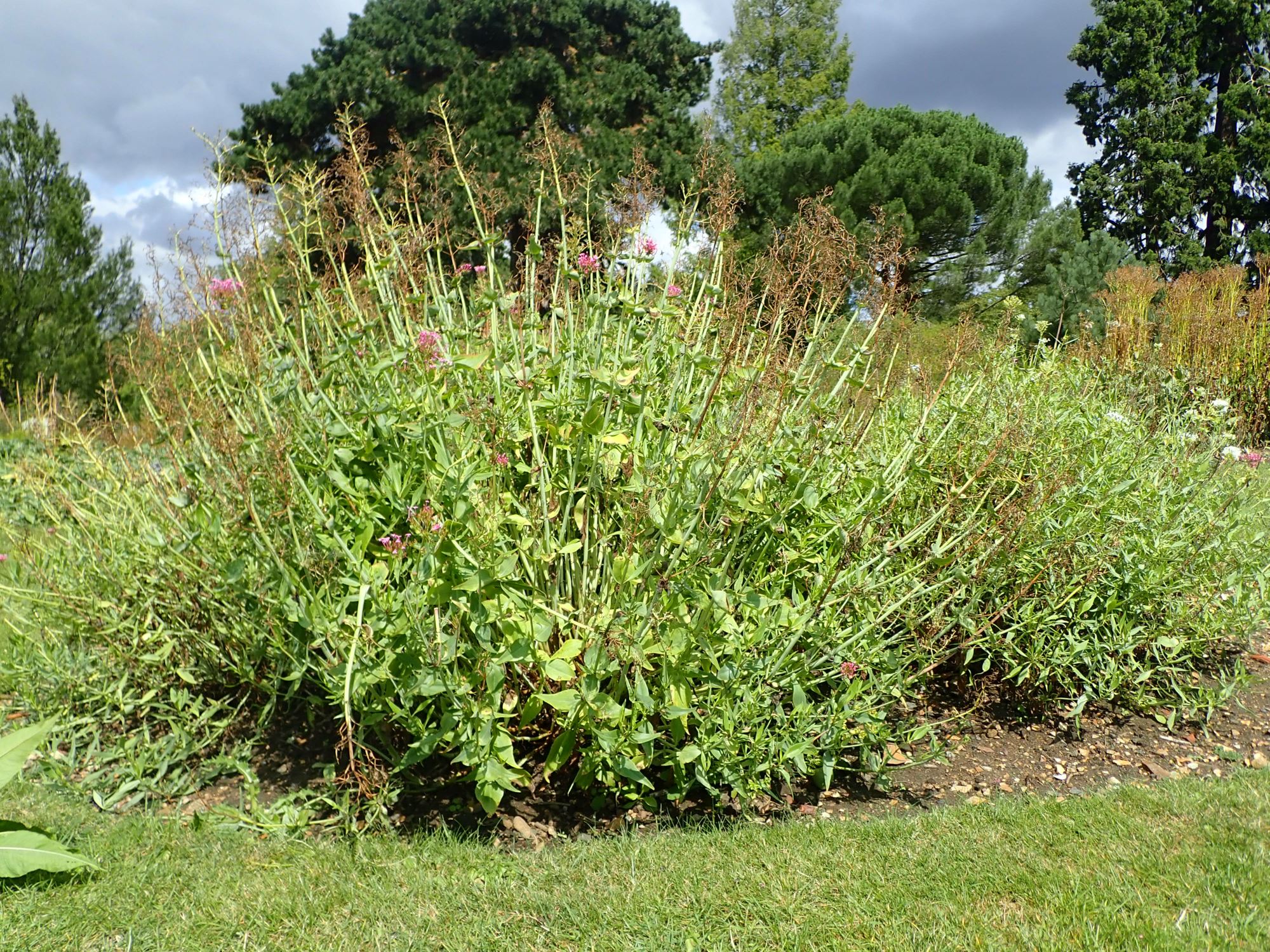 Image of Centranthus ruber