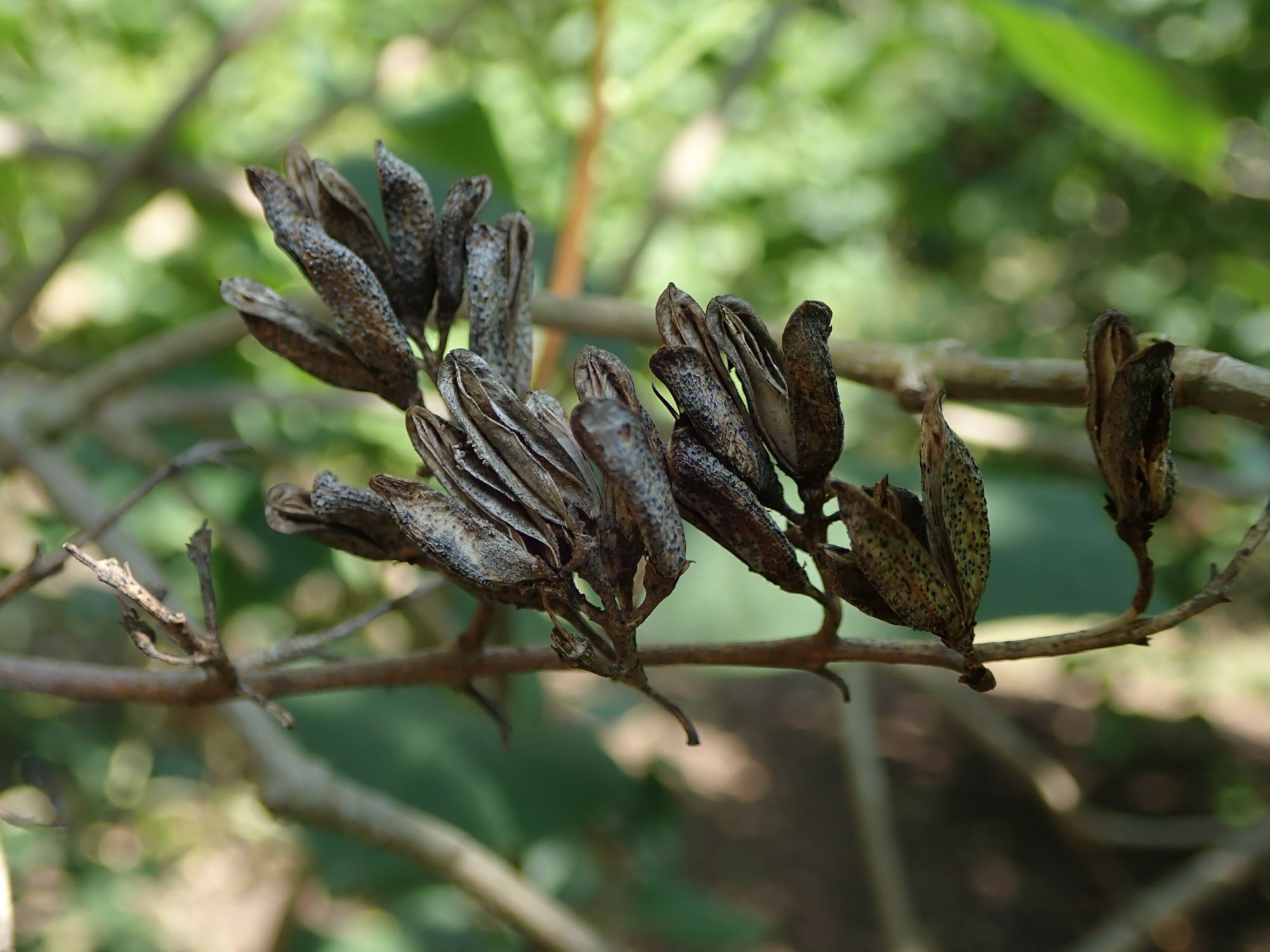 Image of Syringa 'Charles X'