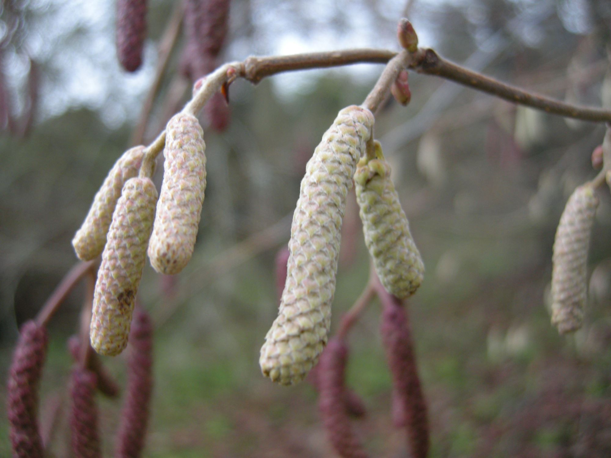Image of Alnus hirsuta