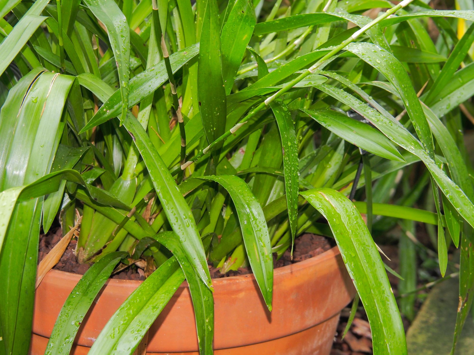 Image of Oncidium sphacelatum