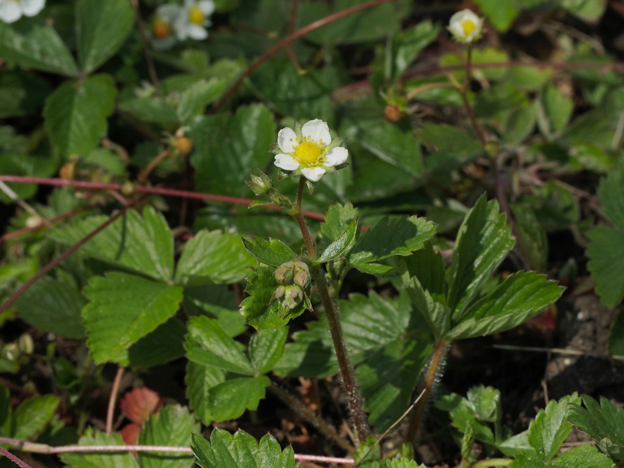 Image of Fragaria vesca