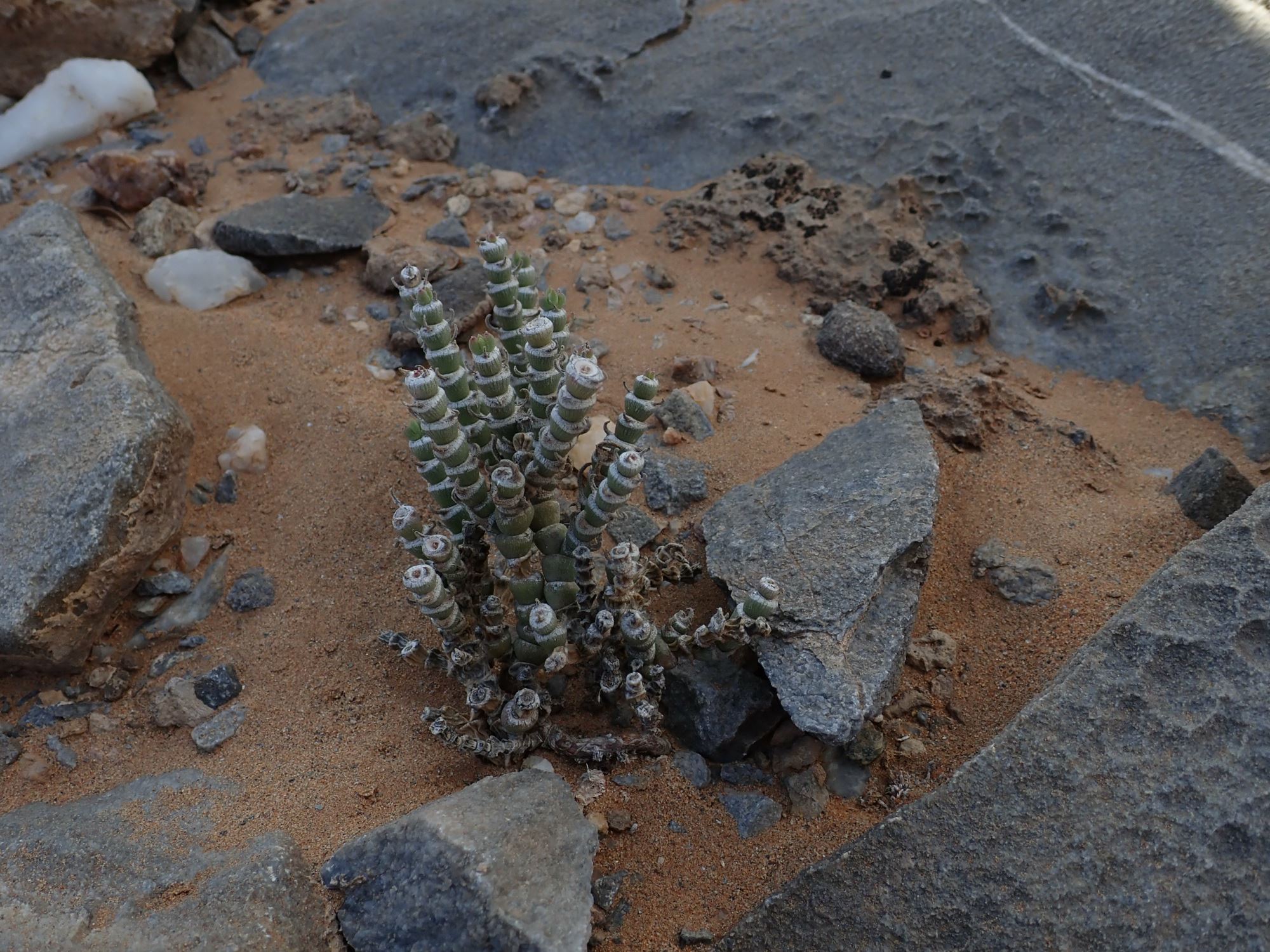Image of Mesembryanthemum tomentosum