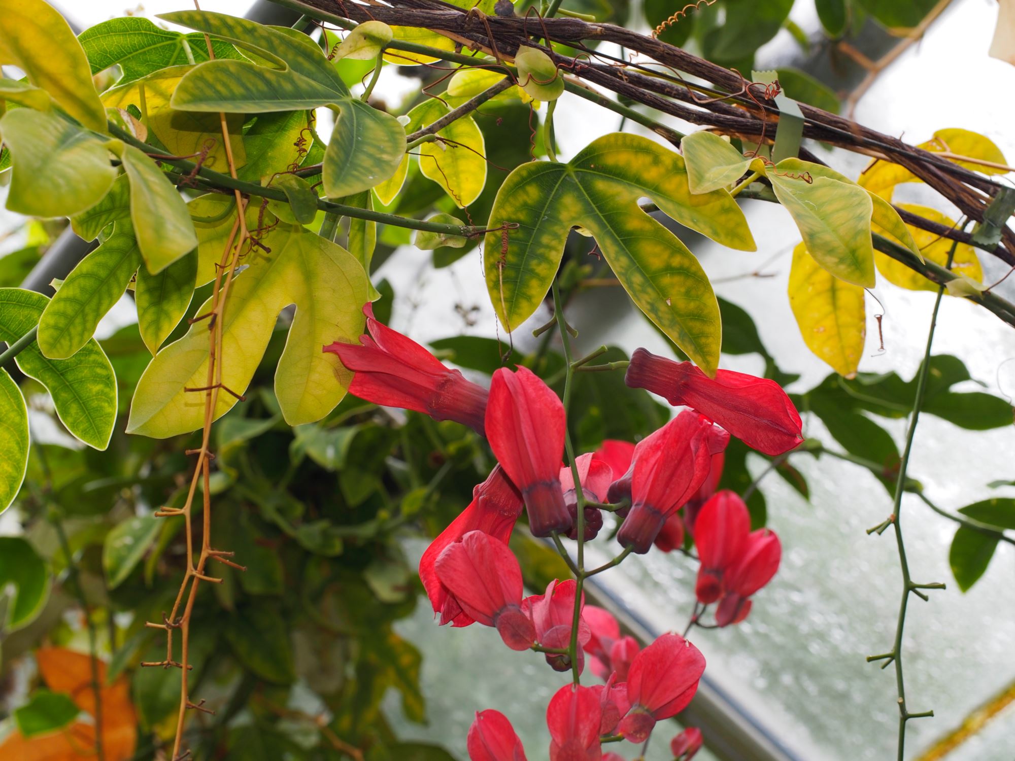 Image of Passiflora racemosa