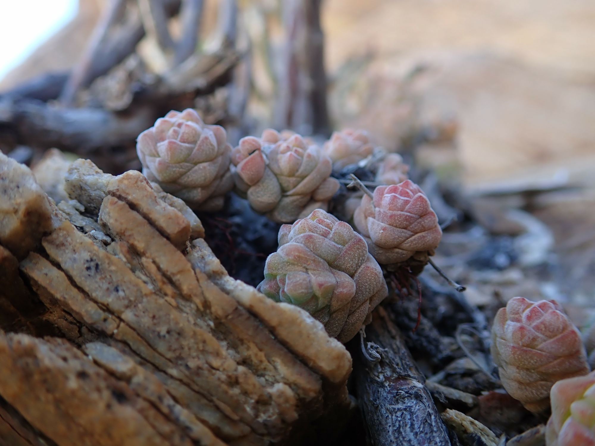 Image of Crassula columella