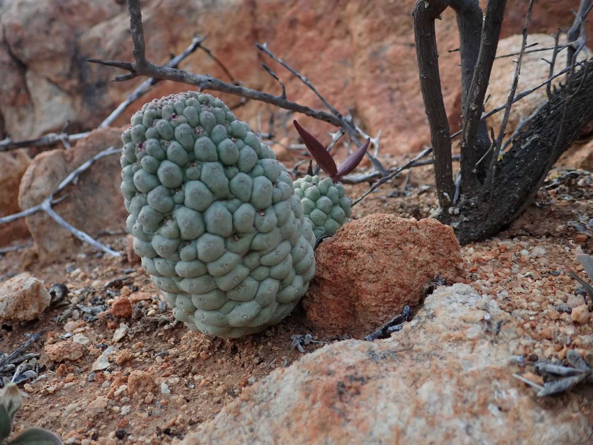 Image of Larryleachia sp.