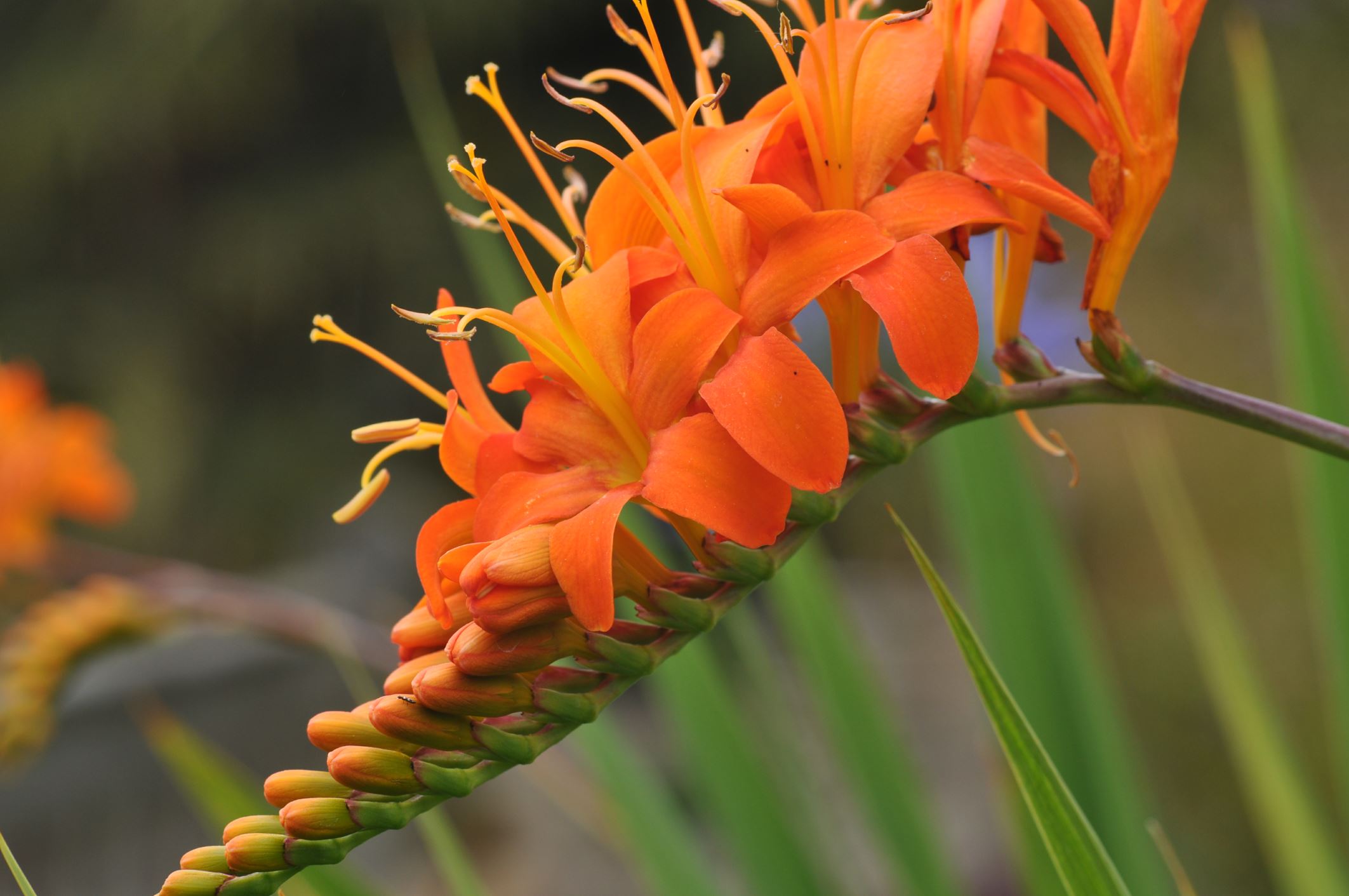 Image of Crocosmia masoniorum