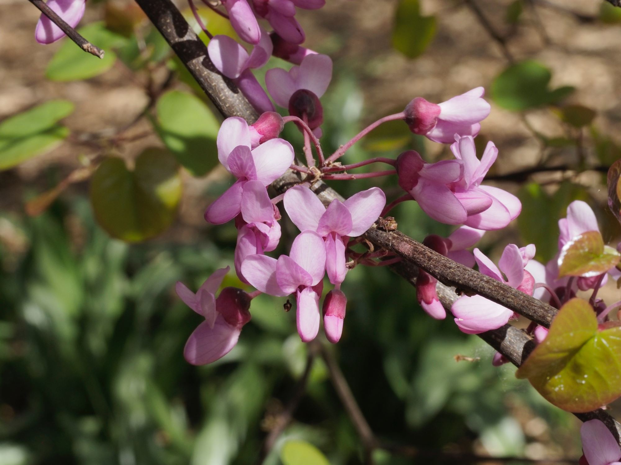 Image of Cercis siliquastrum