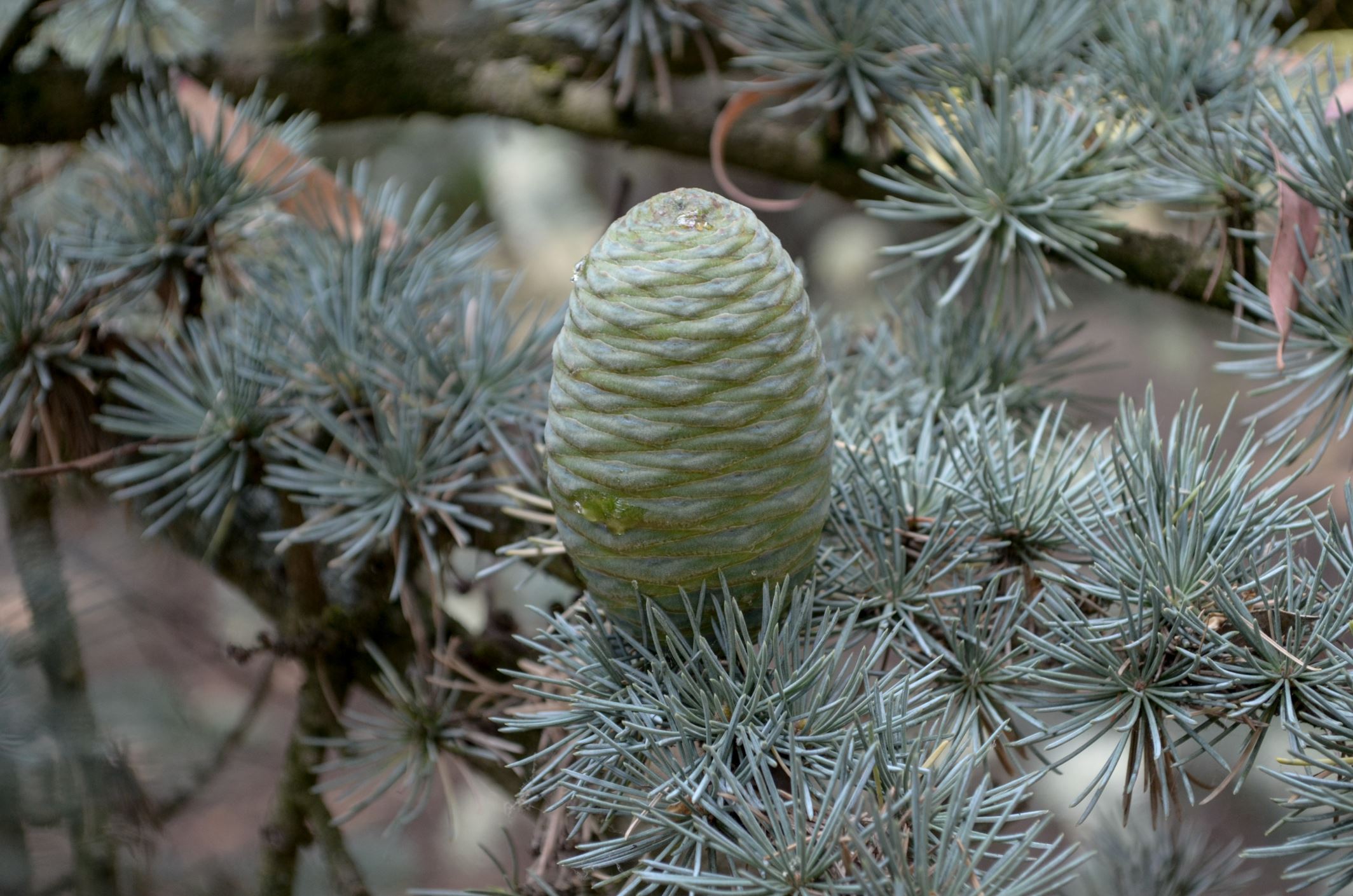 Image of Cedrus atlantica 'Glauca'