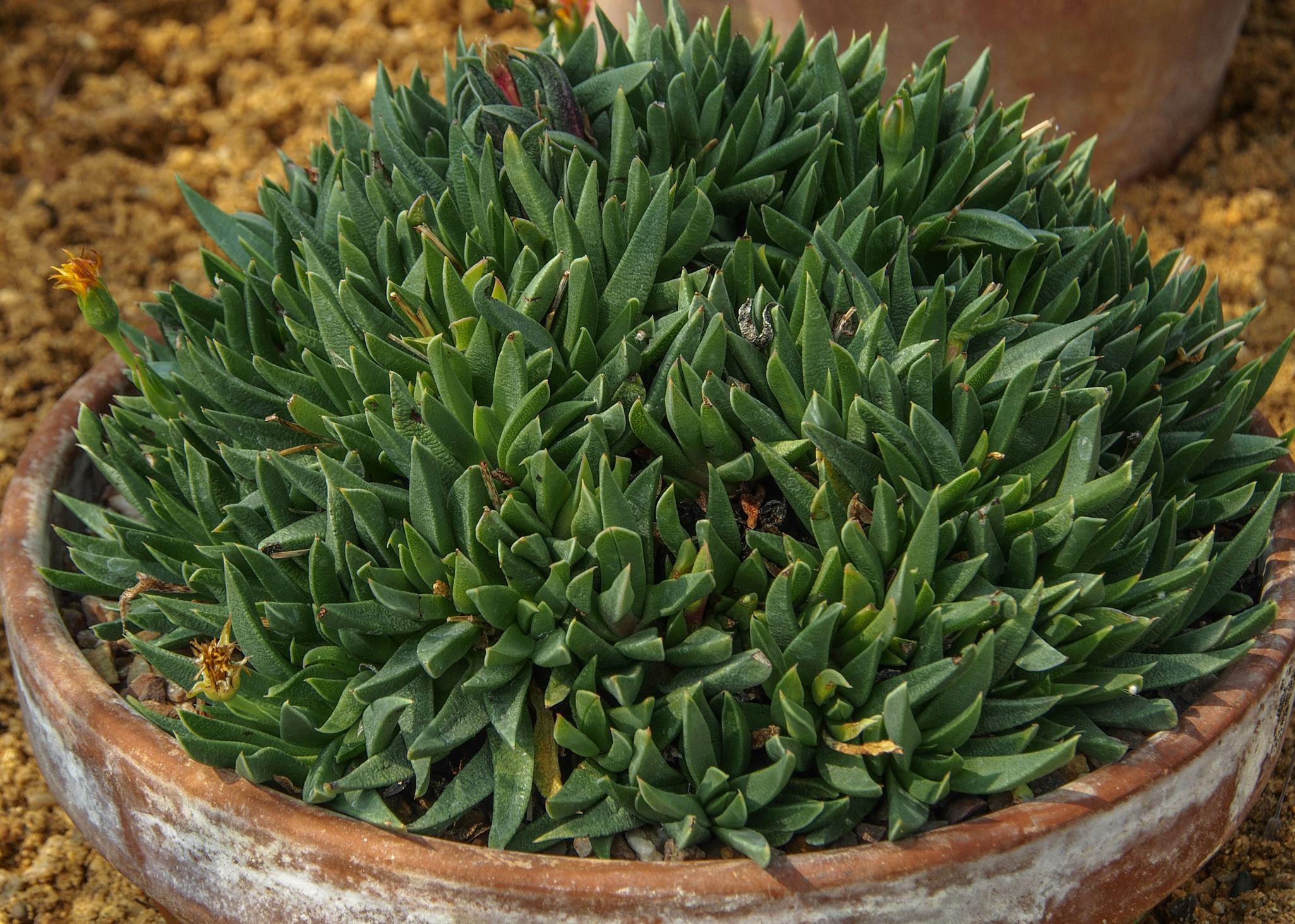 Image of Hereroa glenensis