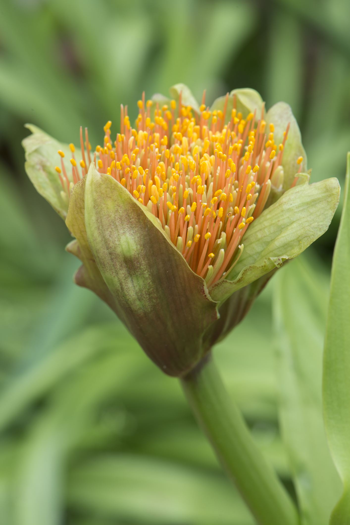 Image of Scadoxus puniceus