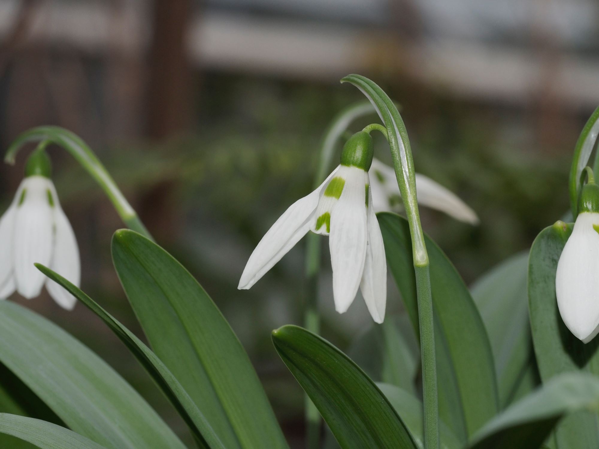 Image of Galanthus elwesii var. elwesii