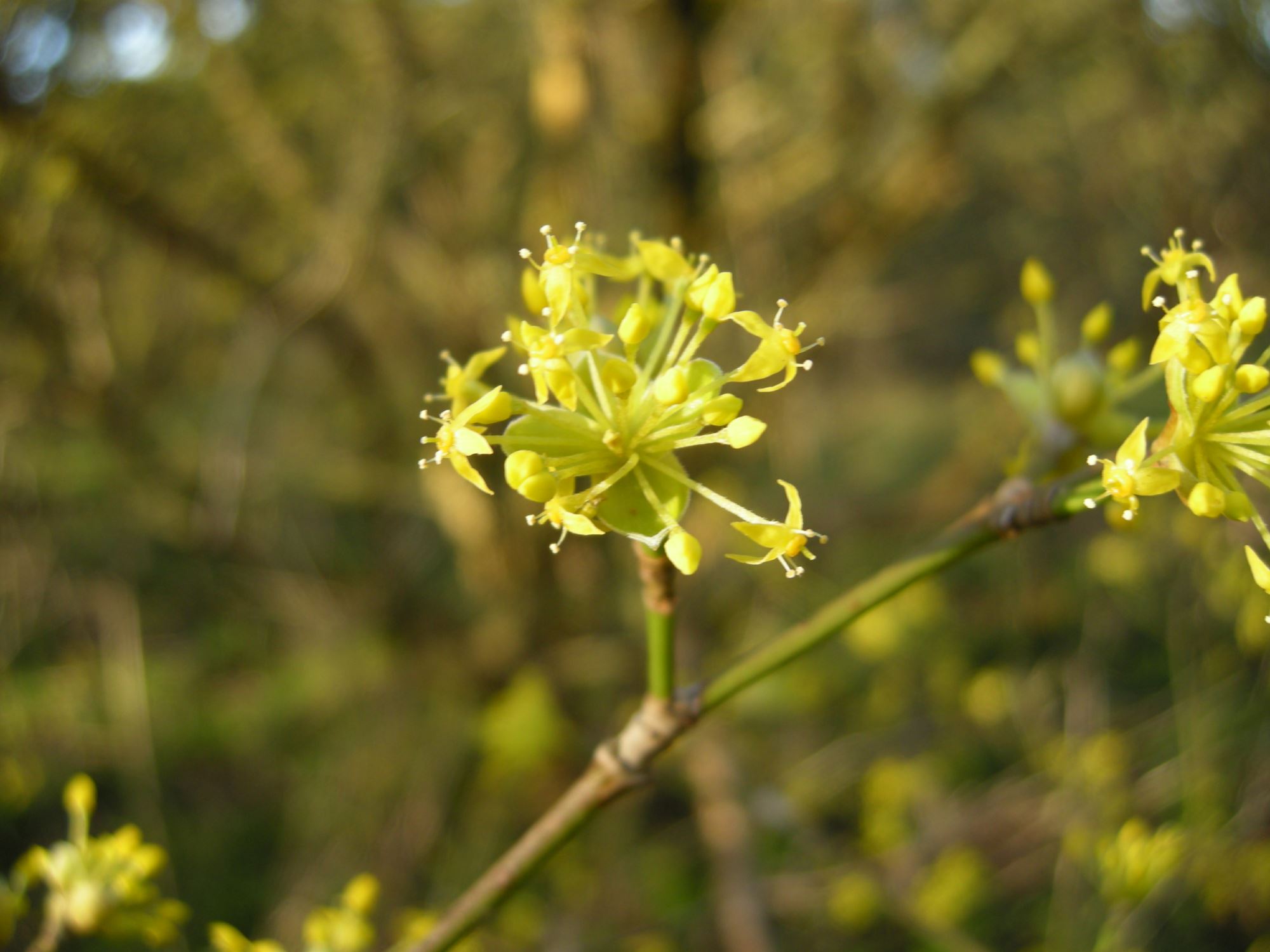 Image of Cornus officinalis