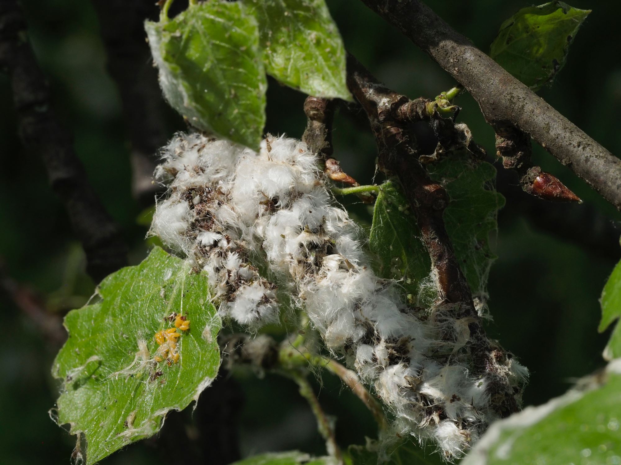 Image of Populus tremula