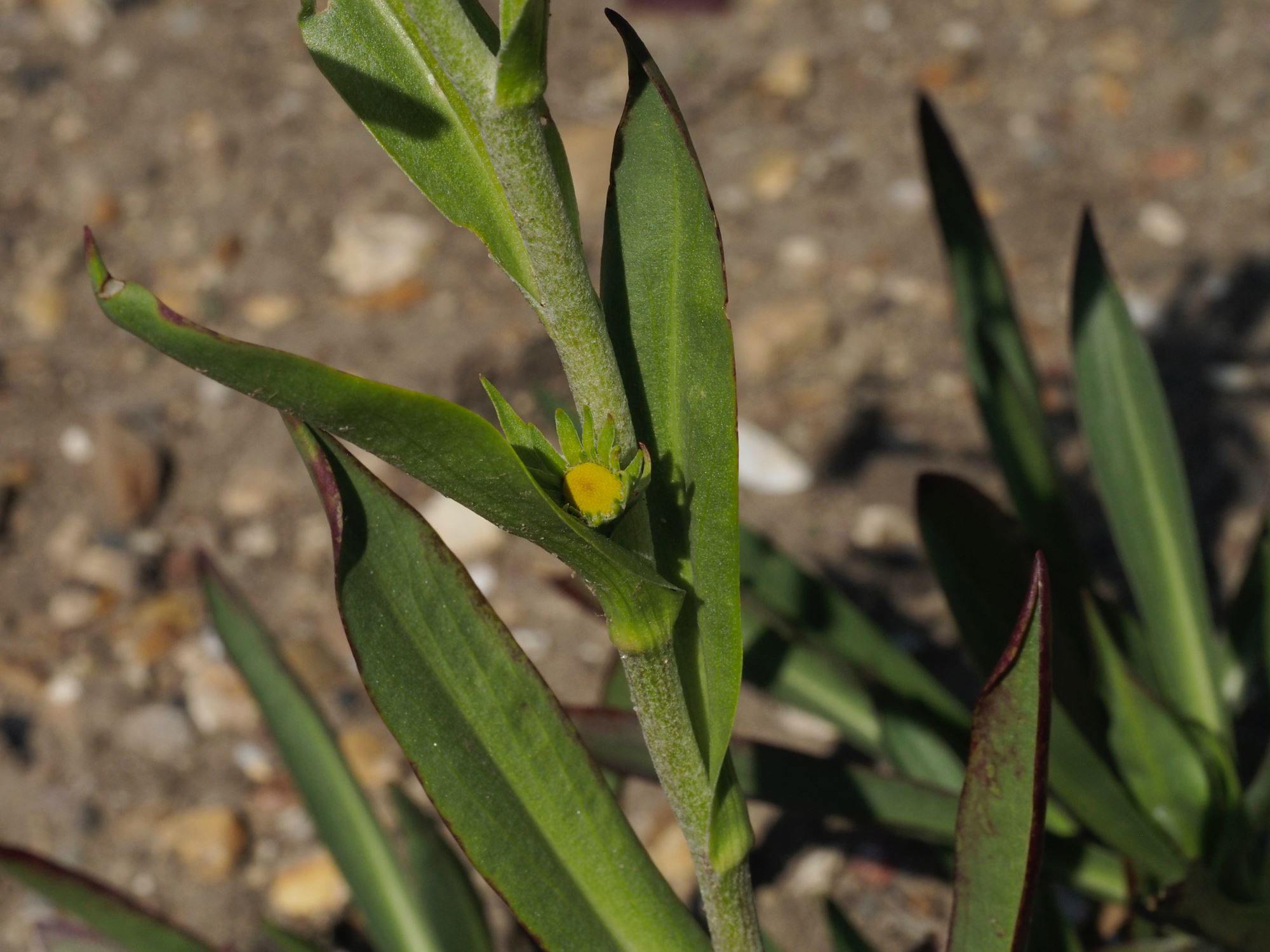 Image of Hymenoxys hoopesii