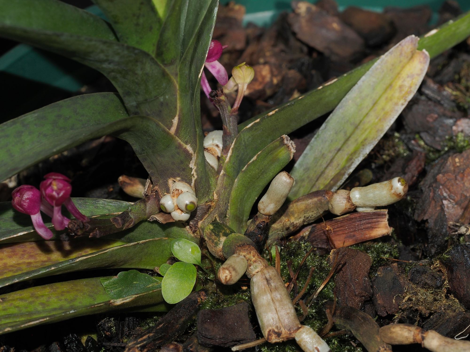 Image of Vanda ampullacea