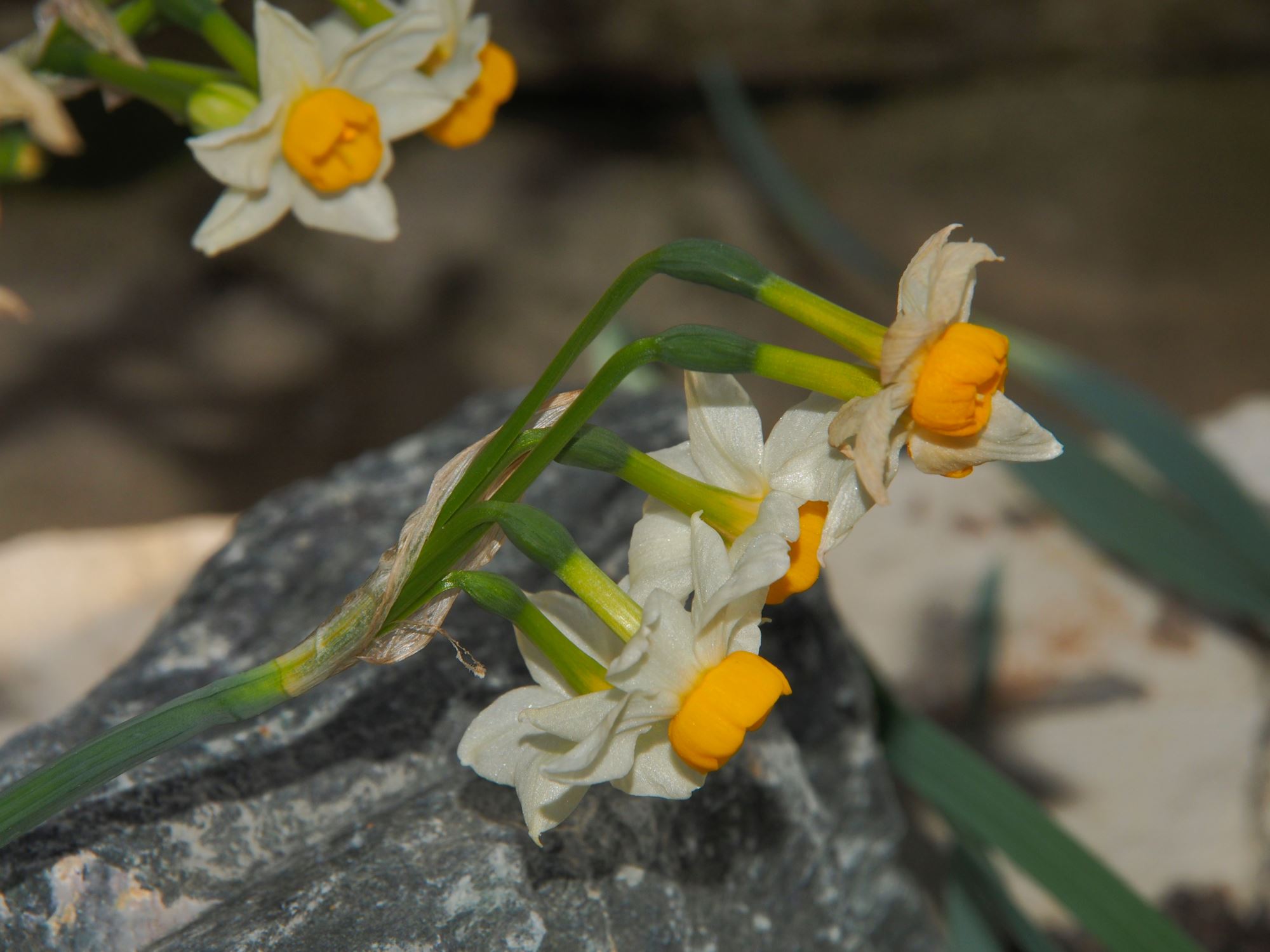 Image of Narcissus elegans