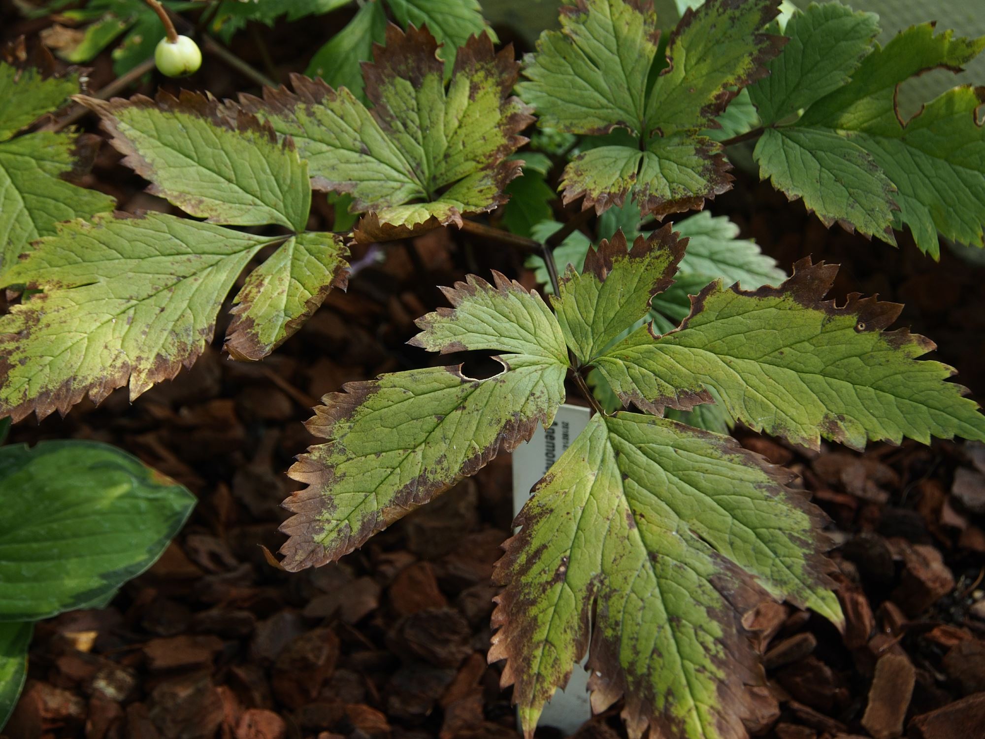 Image of Anemonopsis macrophylla