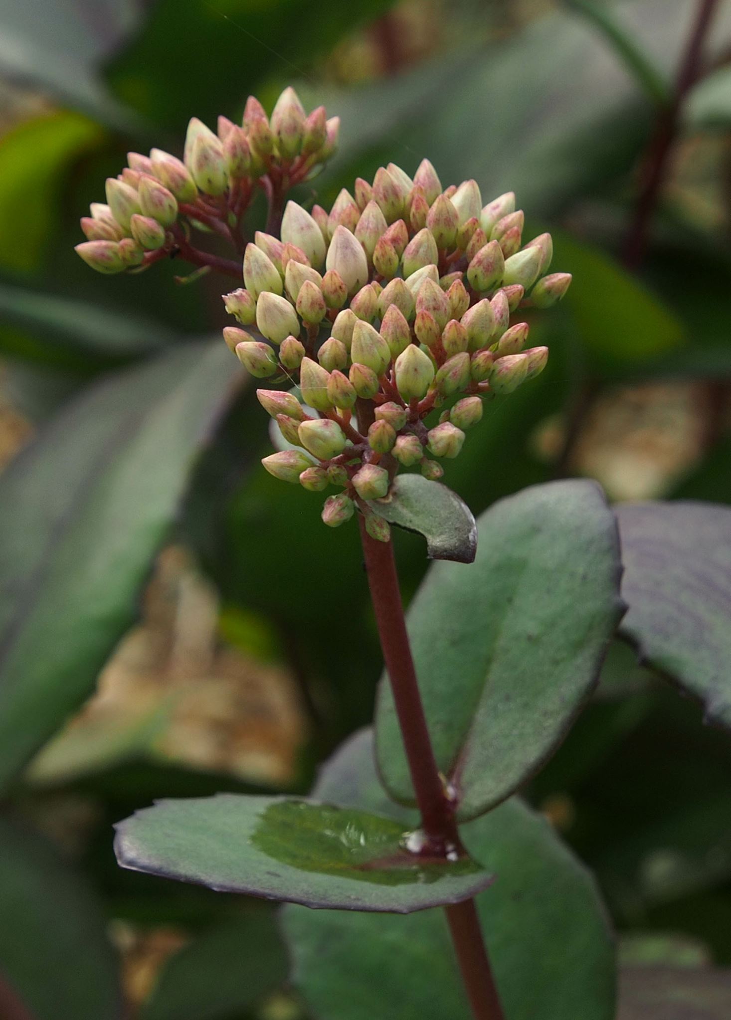 Image of Hylotelephium 'Matrona'