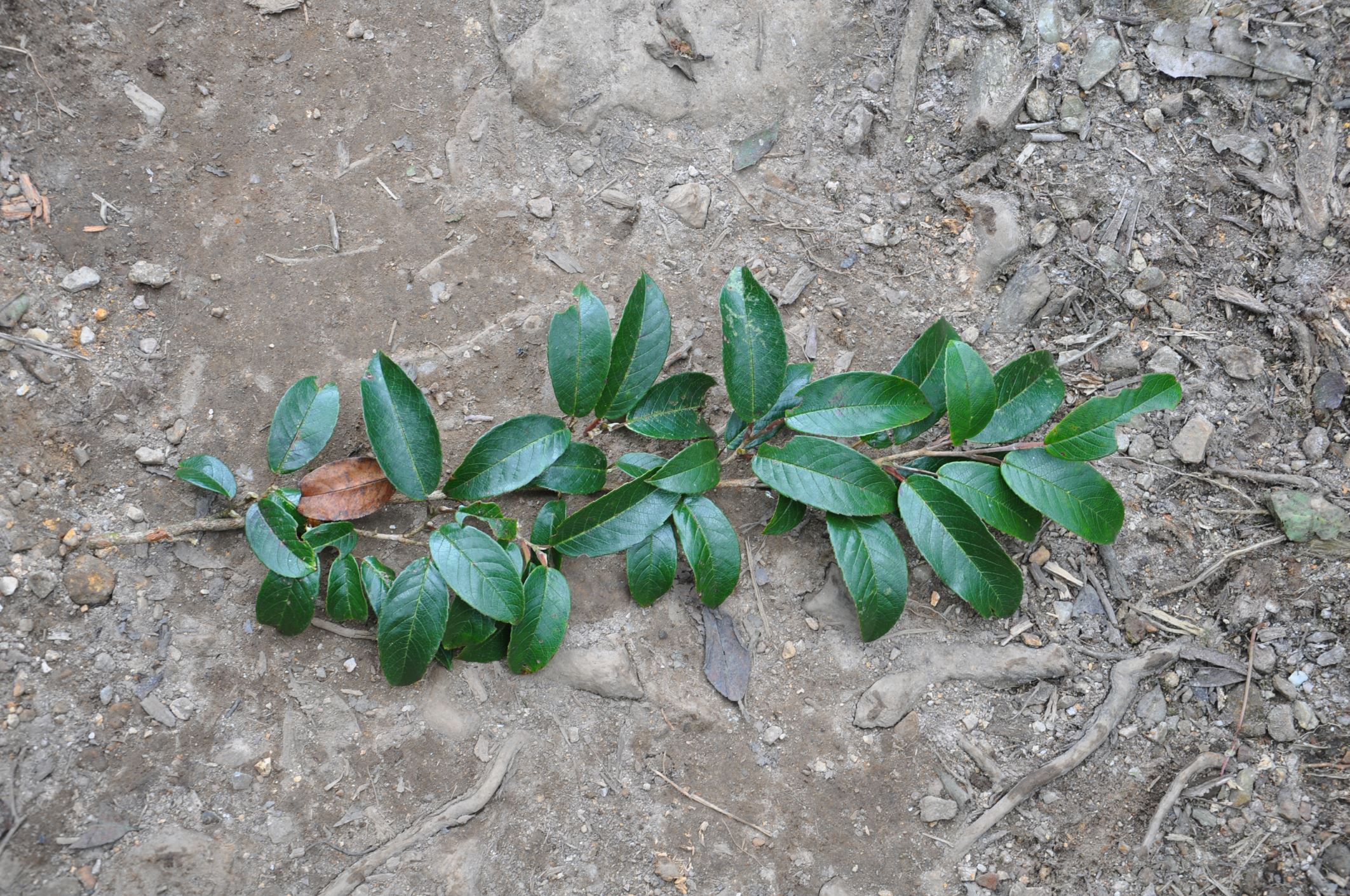 Image of Pyrenaria sp.