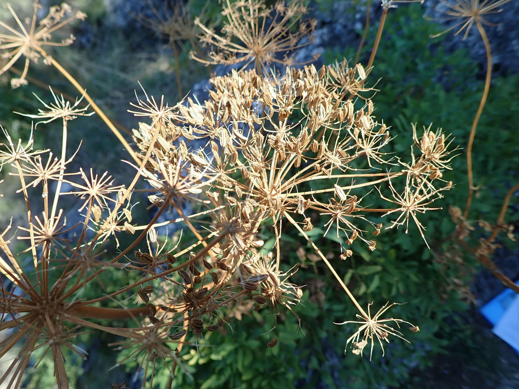 Image of Levisticum sp.