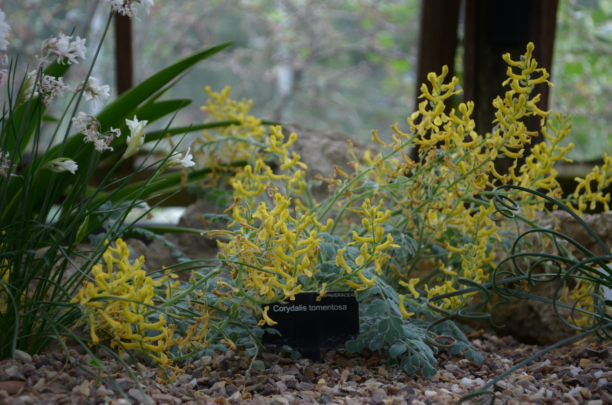 Image of Corydalis tomentella