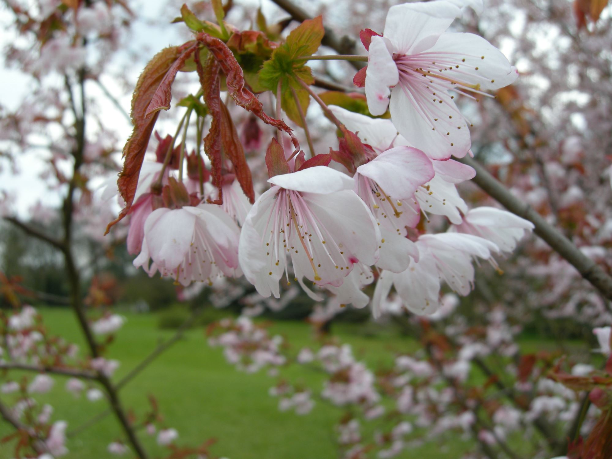 Image of Prunus cyclamina