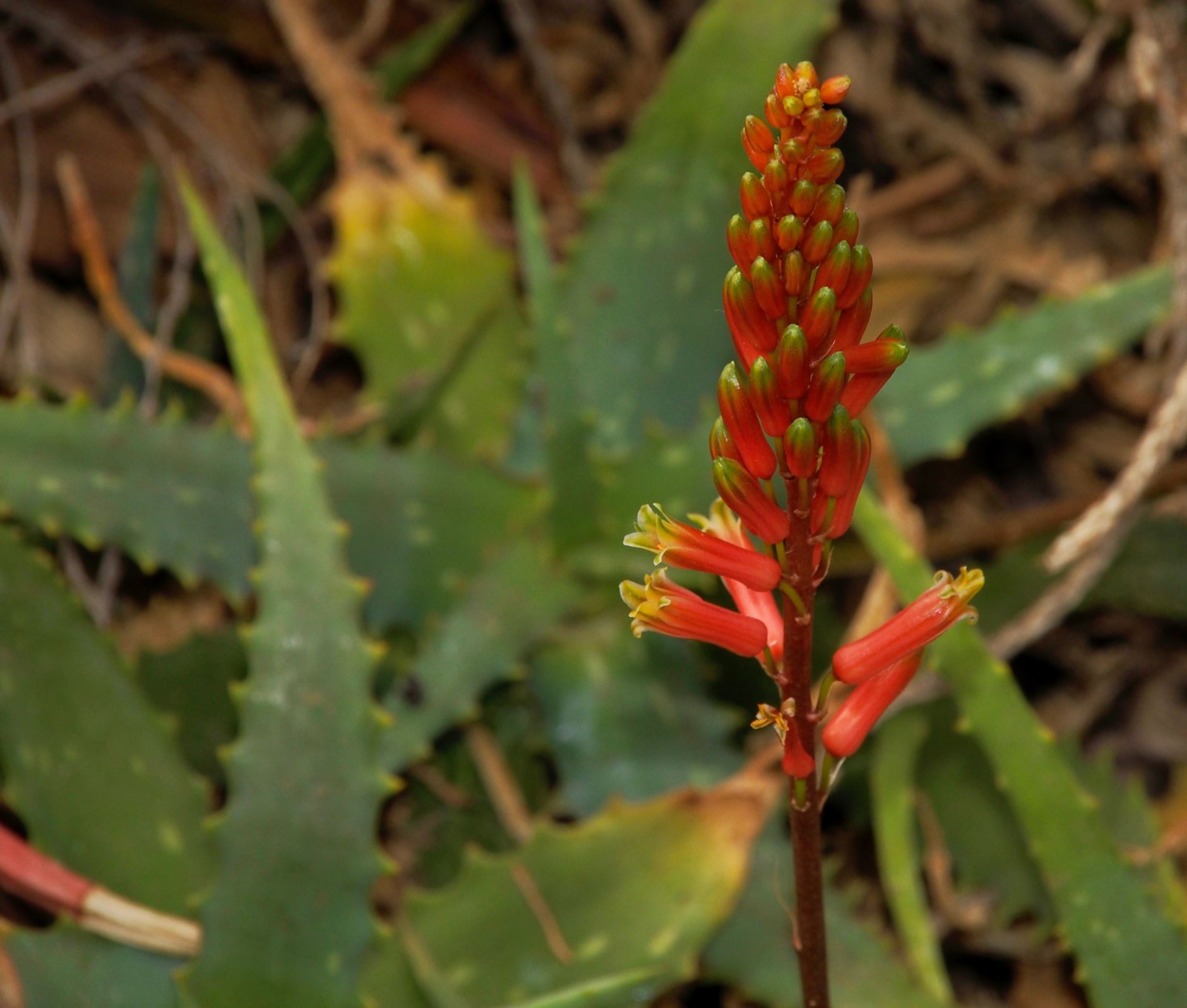 Image of Aloe tororoana