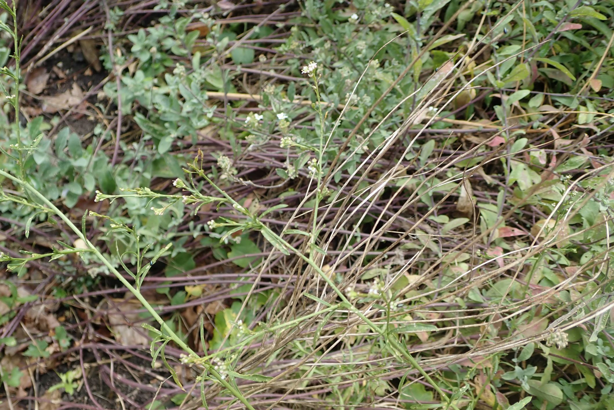 Image of Lepidium graminifolium