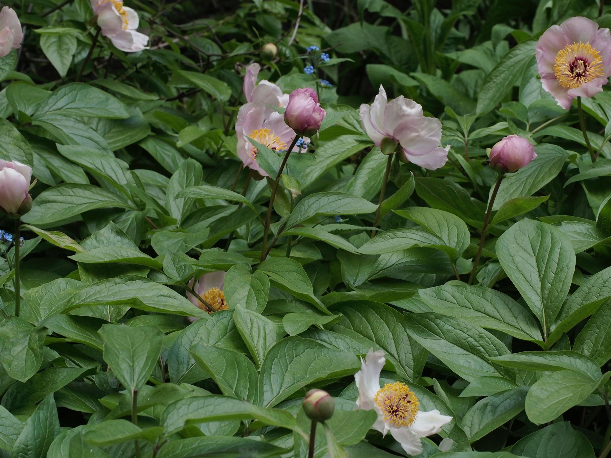 Image of Paeonia wittmanniana 'Mai Fleuri'