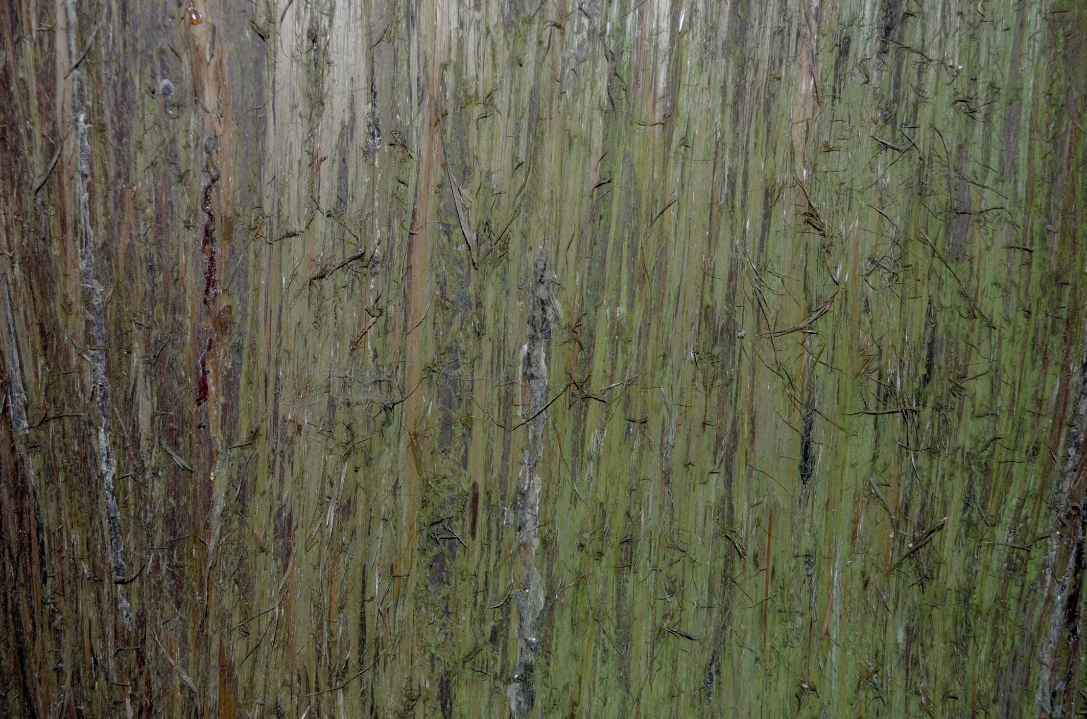 Image of Thuja plicata