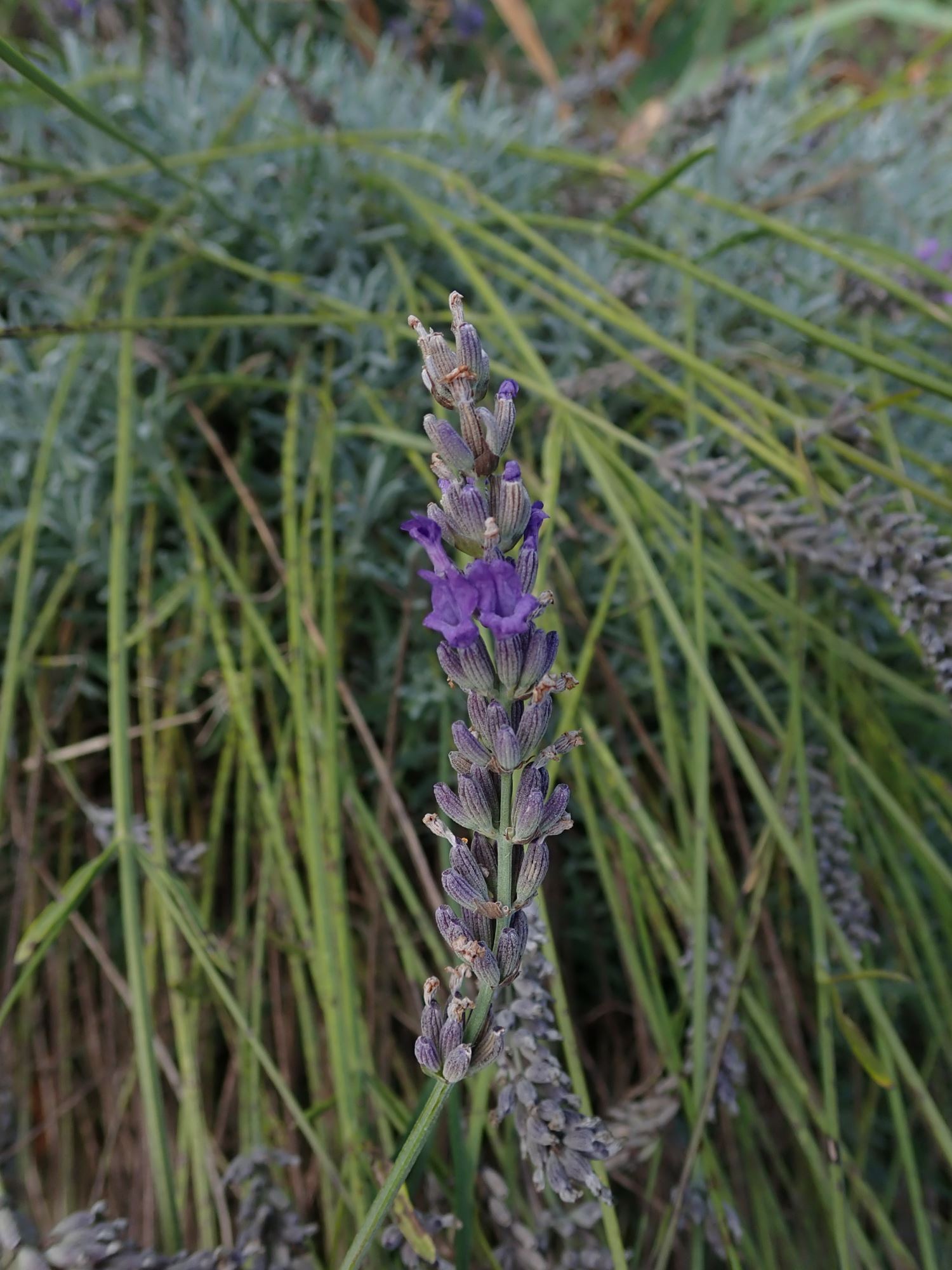 Image of Lavandula angustifolia subsp. angustifolia 'Imperial Gem'