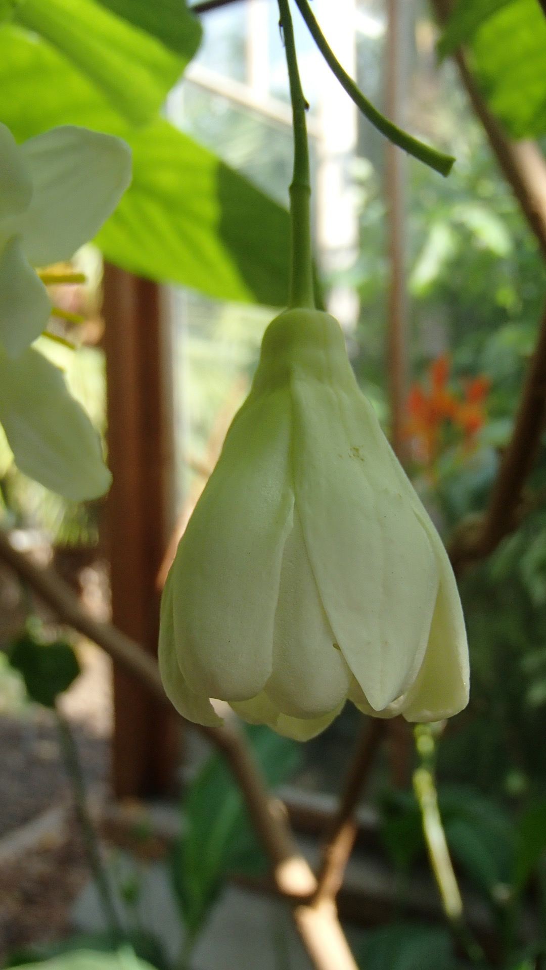 Image of Passiflora emarginata