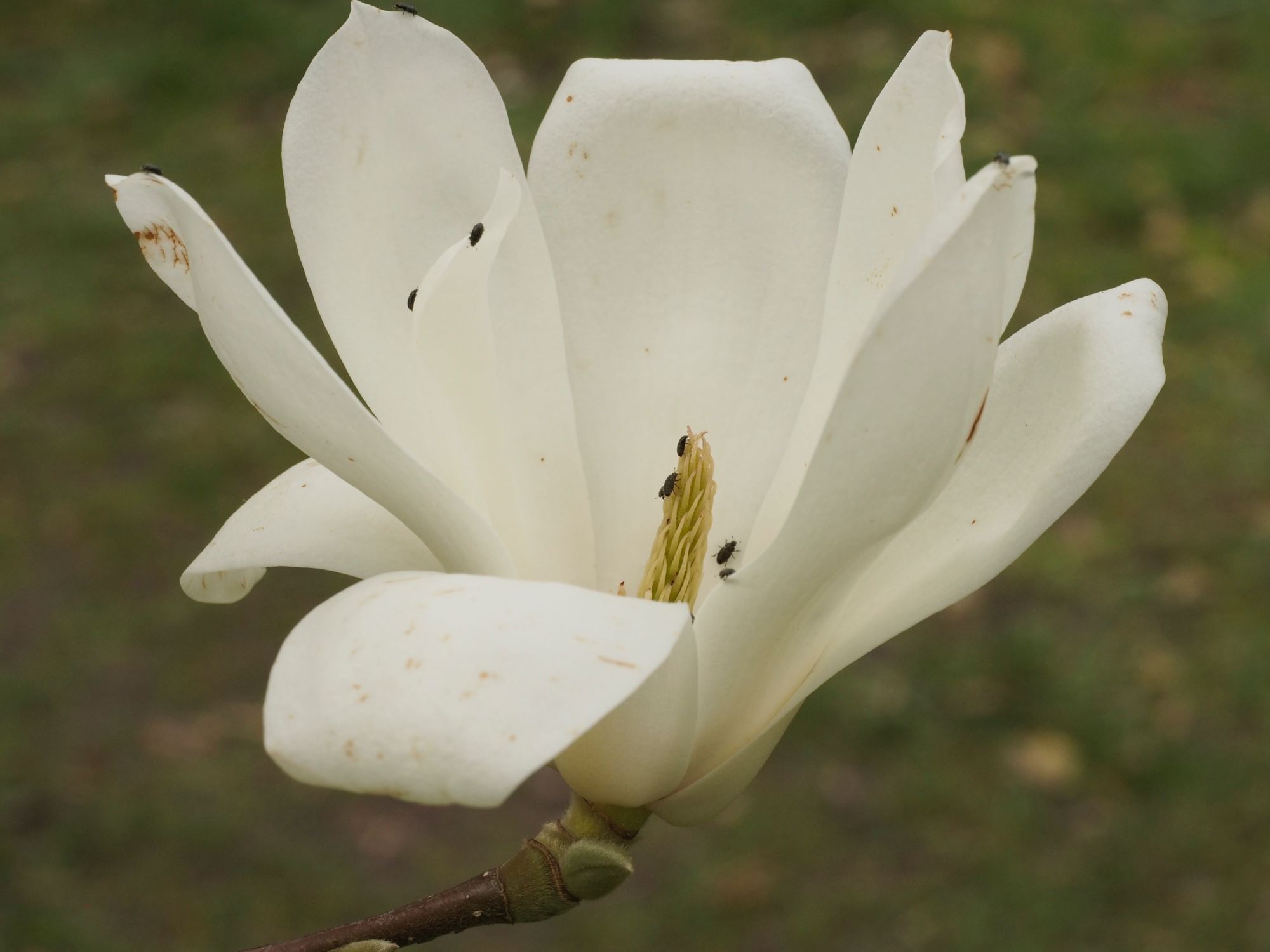 Image of Magnolia denudata